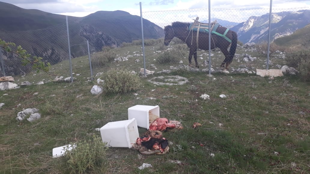 Safe supplementary food for the Egyptian Vulture population in Albania