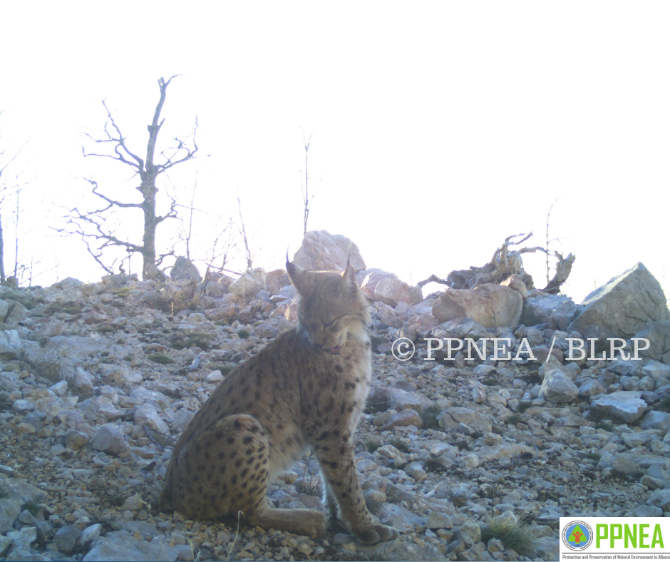 Puke – Mirdite region, PPNEA’s camera traps “shoot” more than 300 wildlife photos