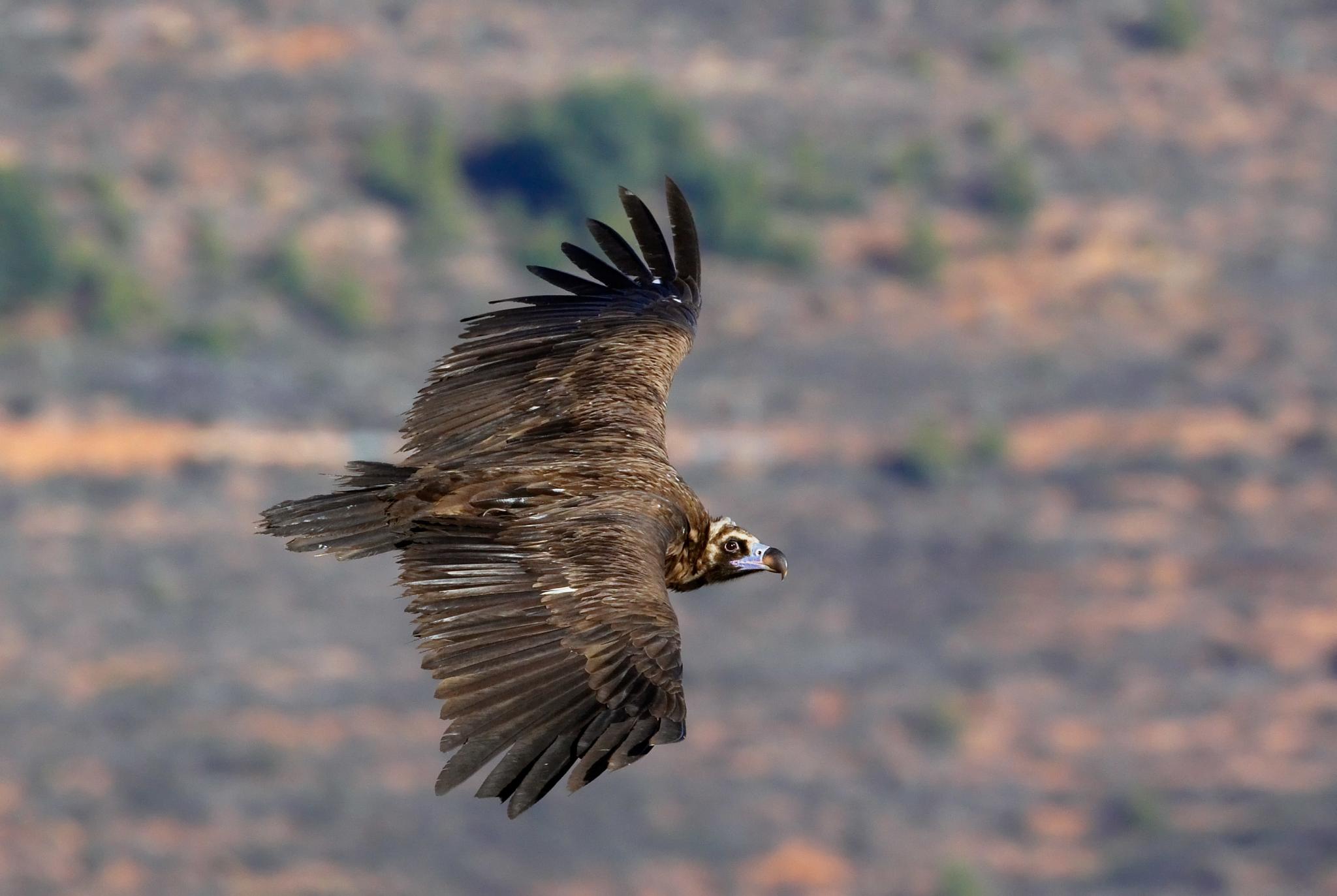 The return of the cinereous vulture in Albania