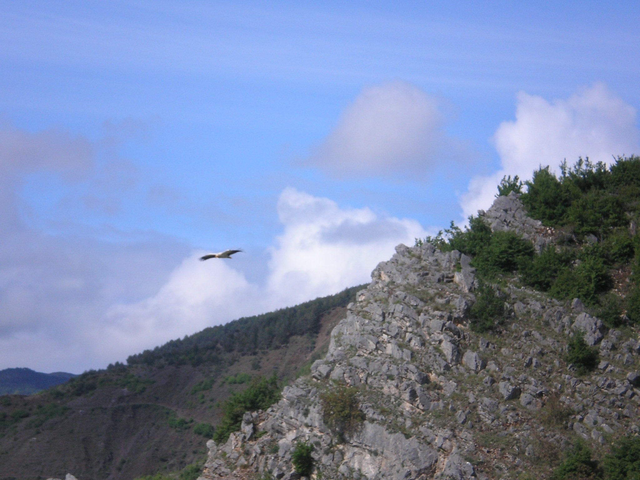 Last record of the Egyptian vulture breading in central Albania