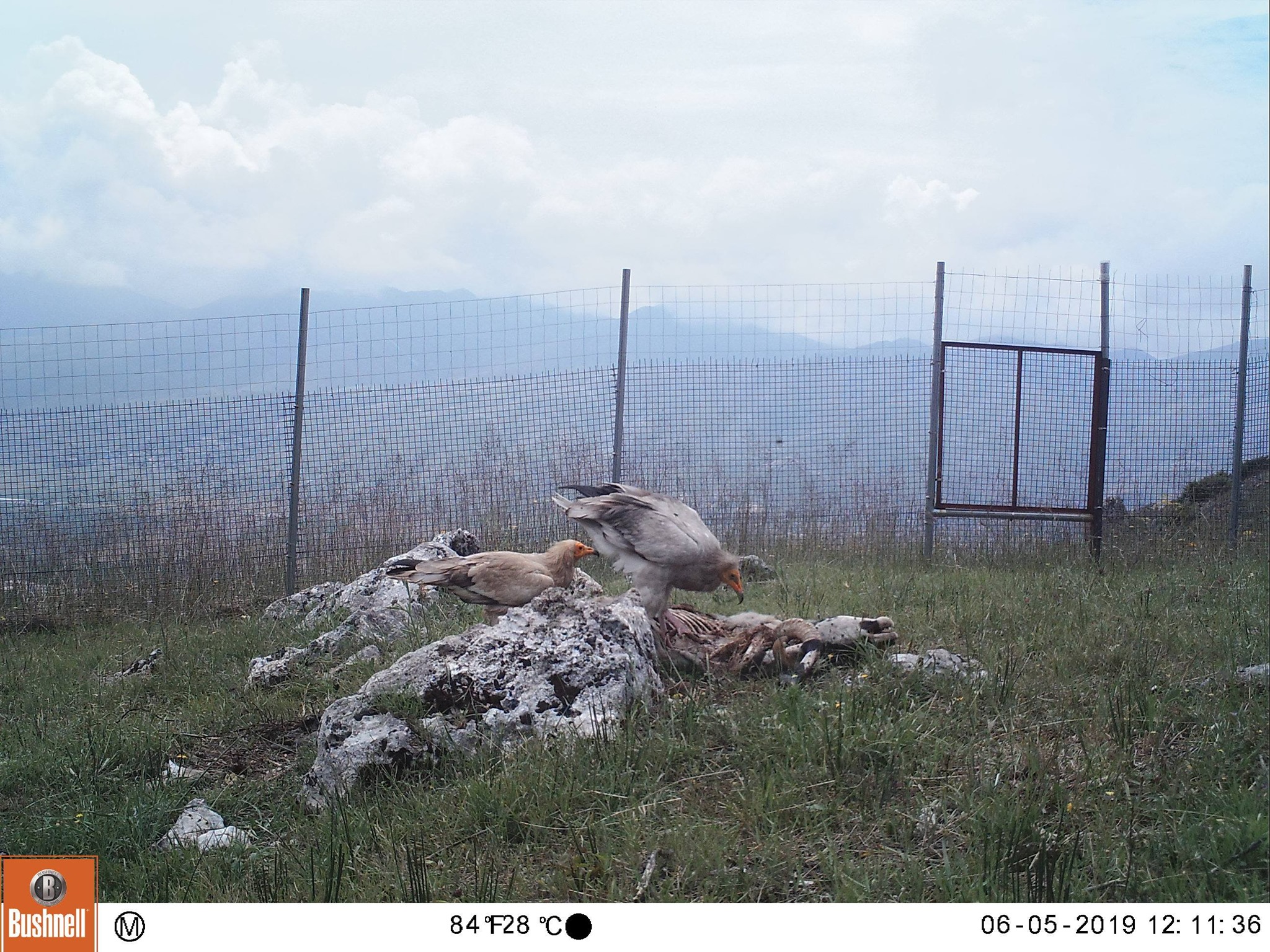 First meal for the vultures in their supplementary feeding station in Albania