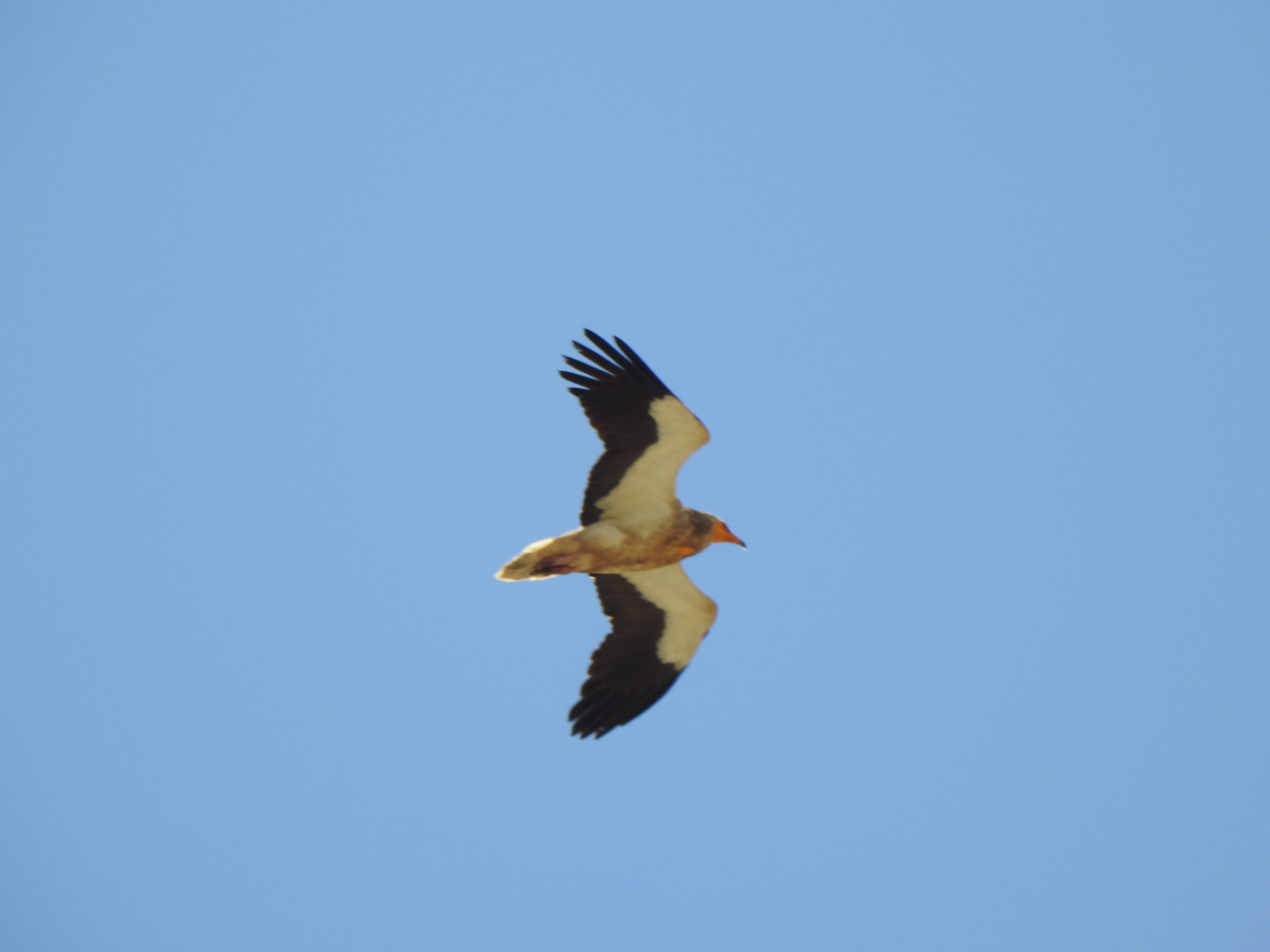 YouTube Video: Hope for the Egyptian vulture in Albania