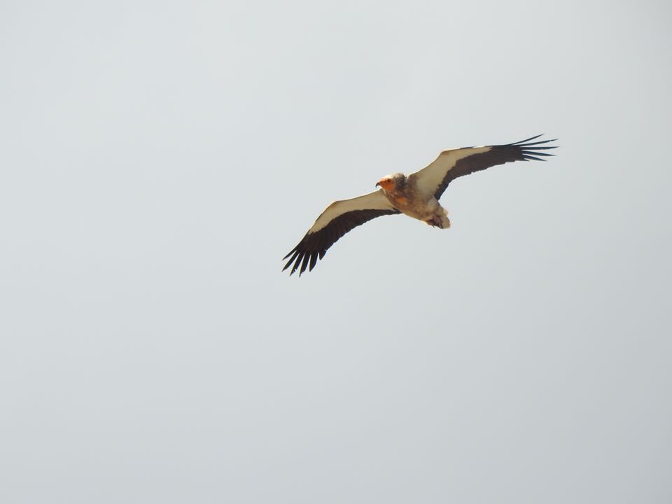 Results of the 2019 population monitoring of Egyptian Vulture in Albania