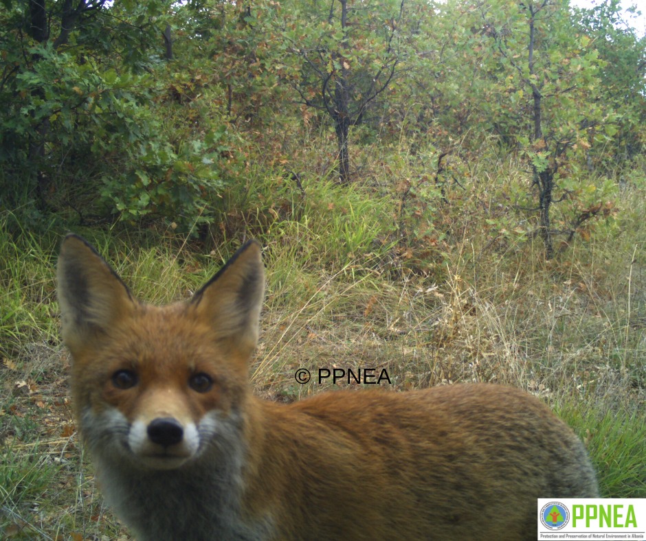 Prespa, species of this region poses in front of our camera-trap