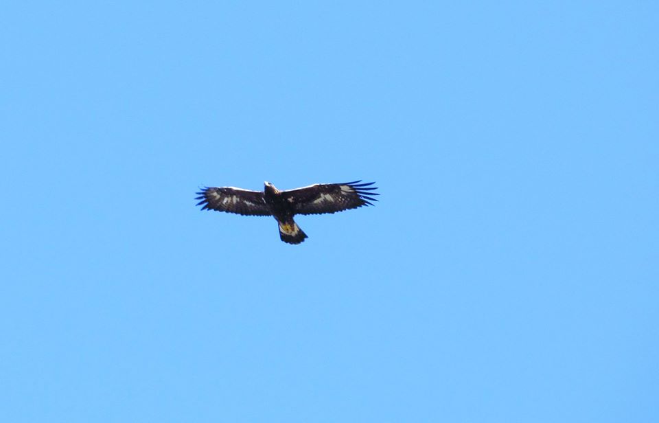 Rescue mission in Gjirokastra, our national symbol flies again over its territory