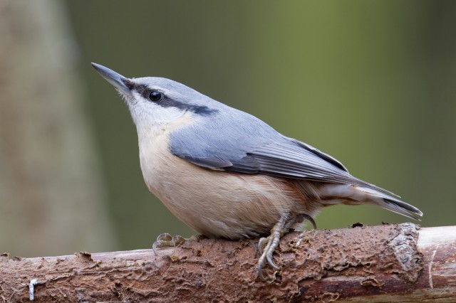 Spring Alive tweets / Researchers study how birds retweet news