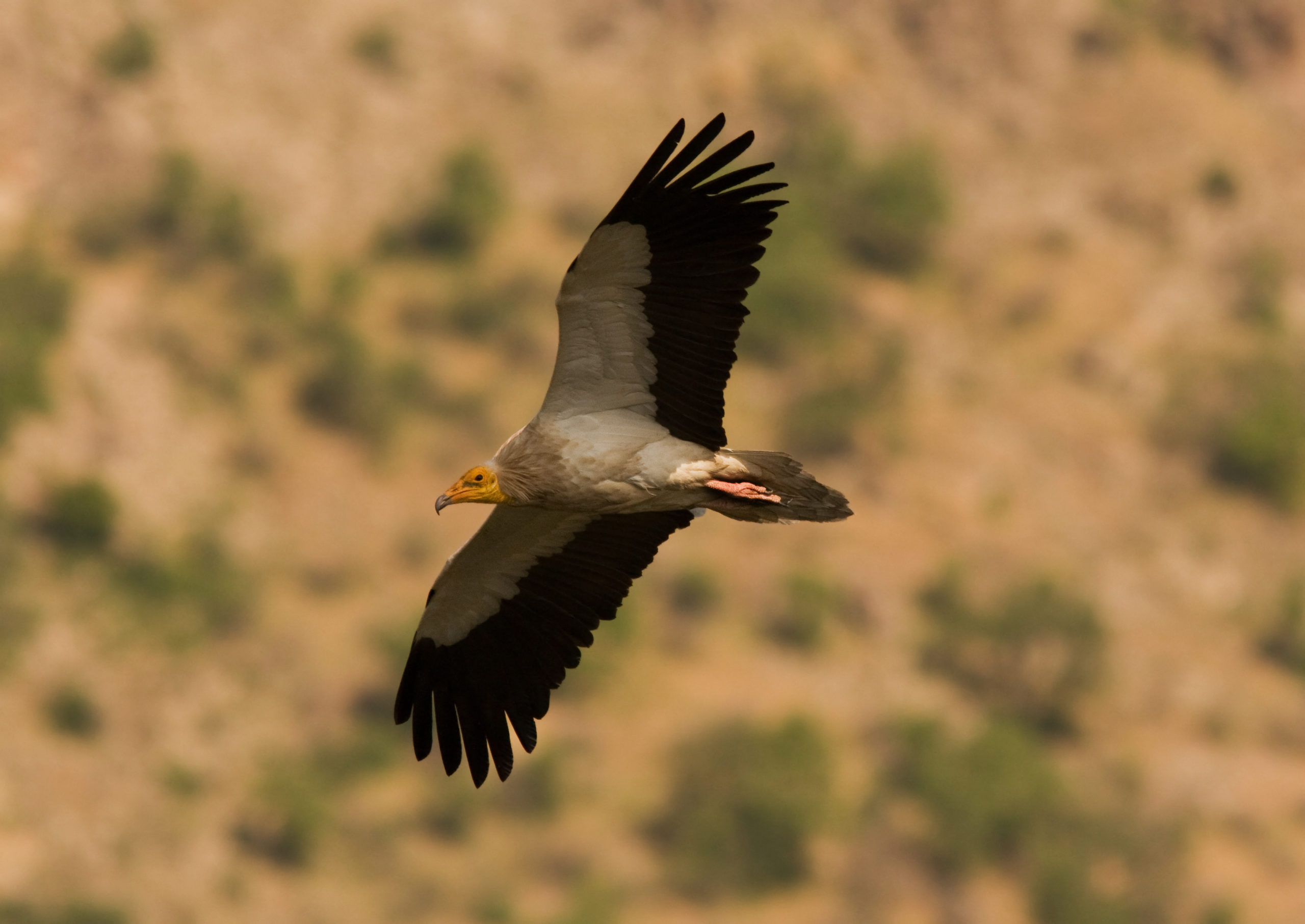 The bond between the Egyptian vulture and the last free river in Europe