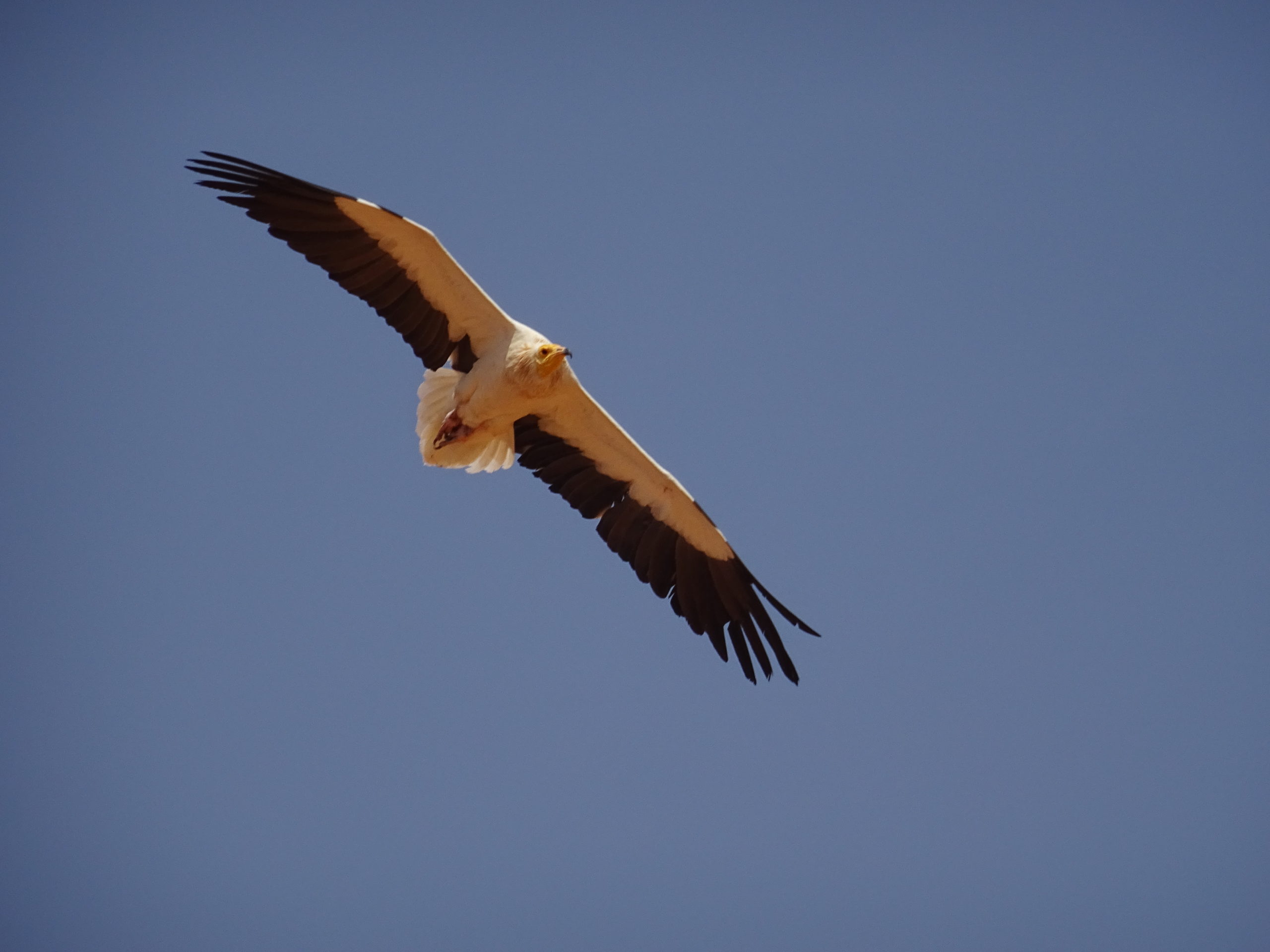 The Egyptian vulture and the White stork came back home