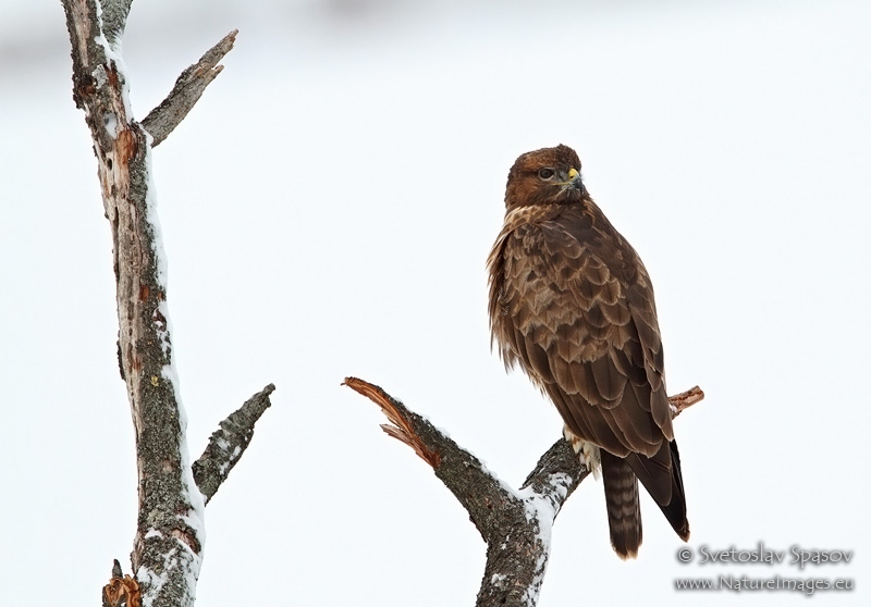 The mobile application SmartBirdsPro adapted for the wildlife of Albania