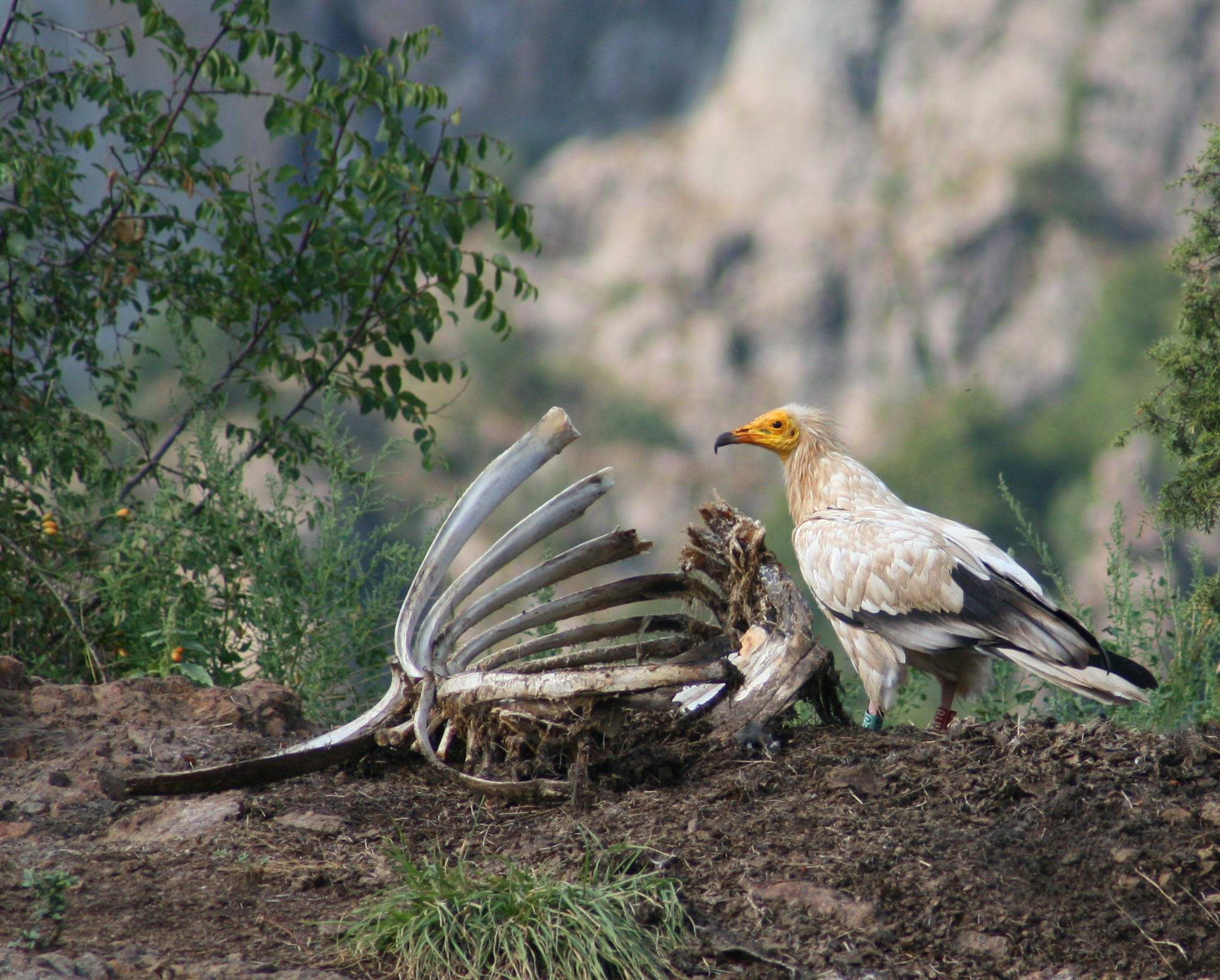 The Latest Surprise from the Egyptian Vulture