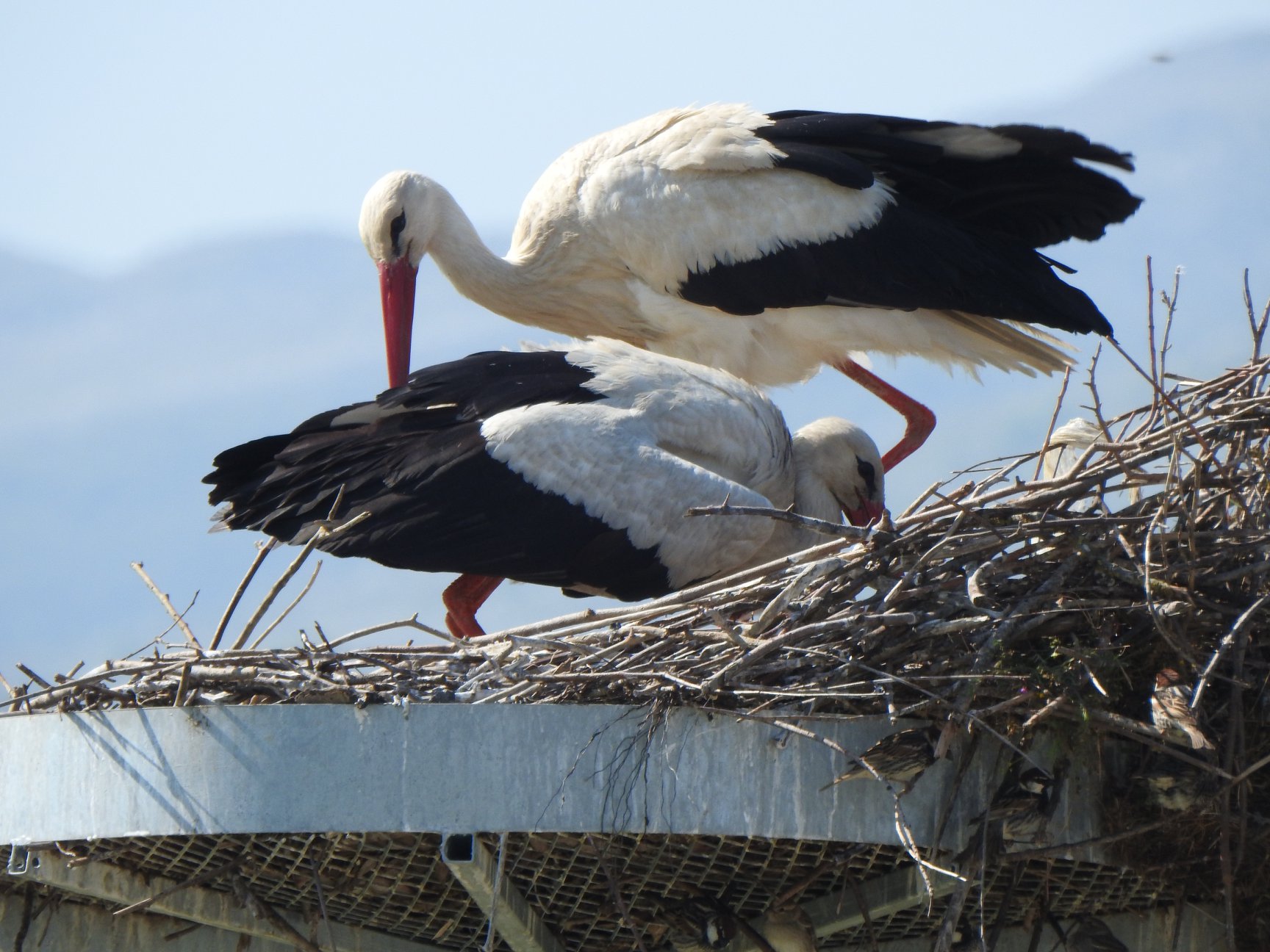 Happy World Migratory Bird Day with white storks of Albania
