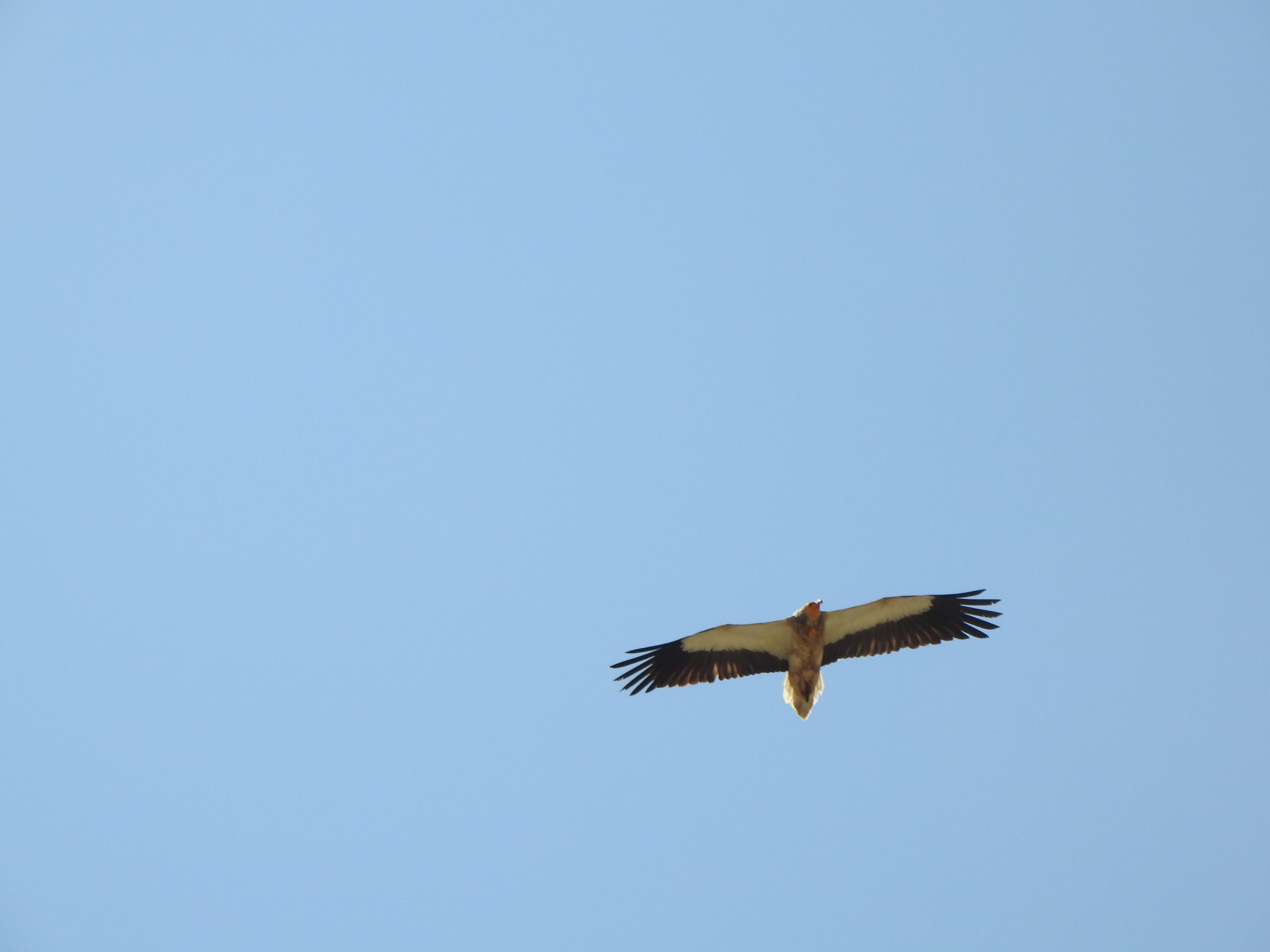 Preliminary results of the first phase of Egyptian vulture monitoring in Albania