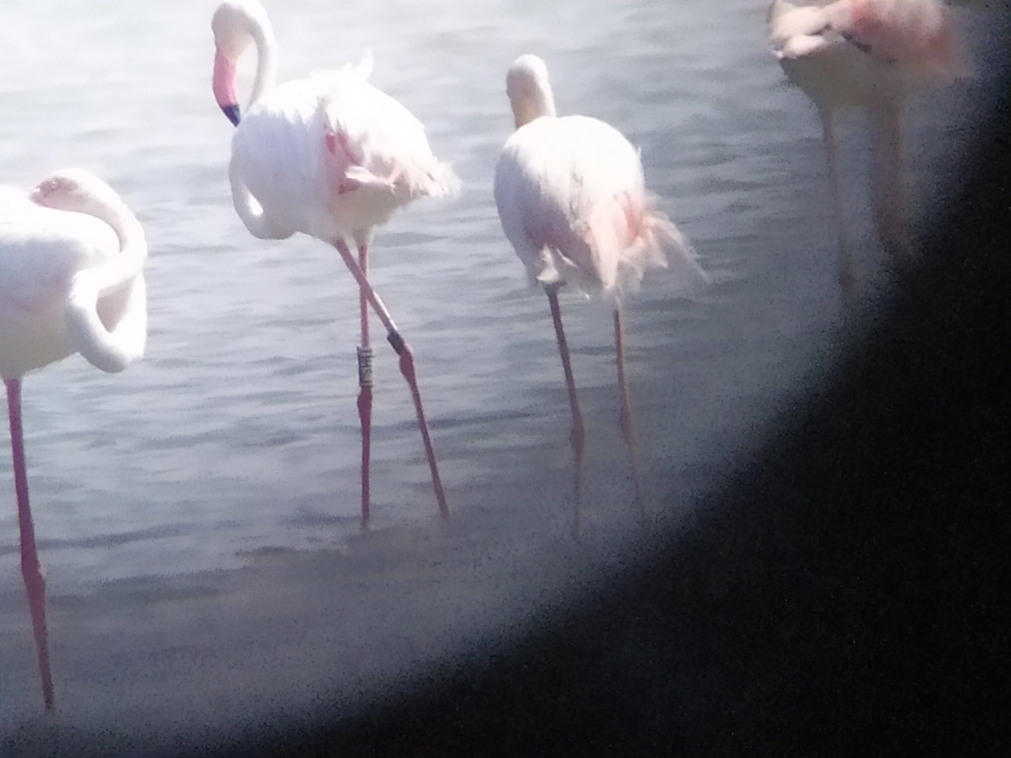 Flamingo i unazuar në Turqi feston ditëlindjen e 10-të në Lagunën e Nartës
