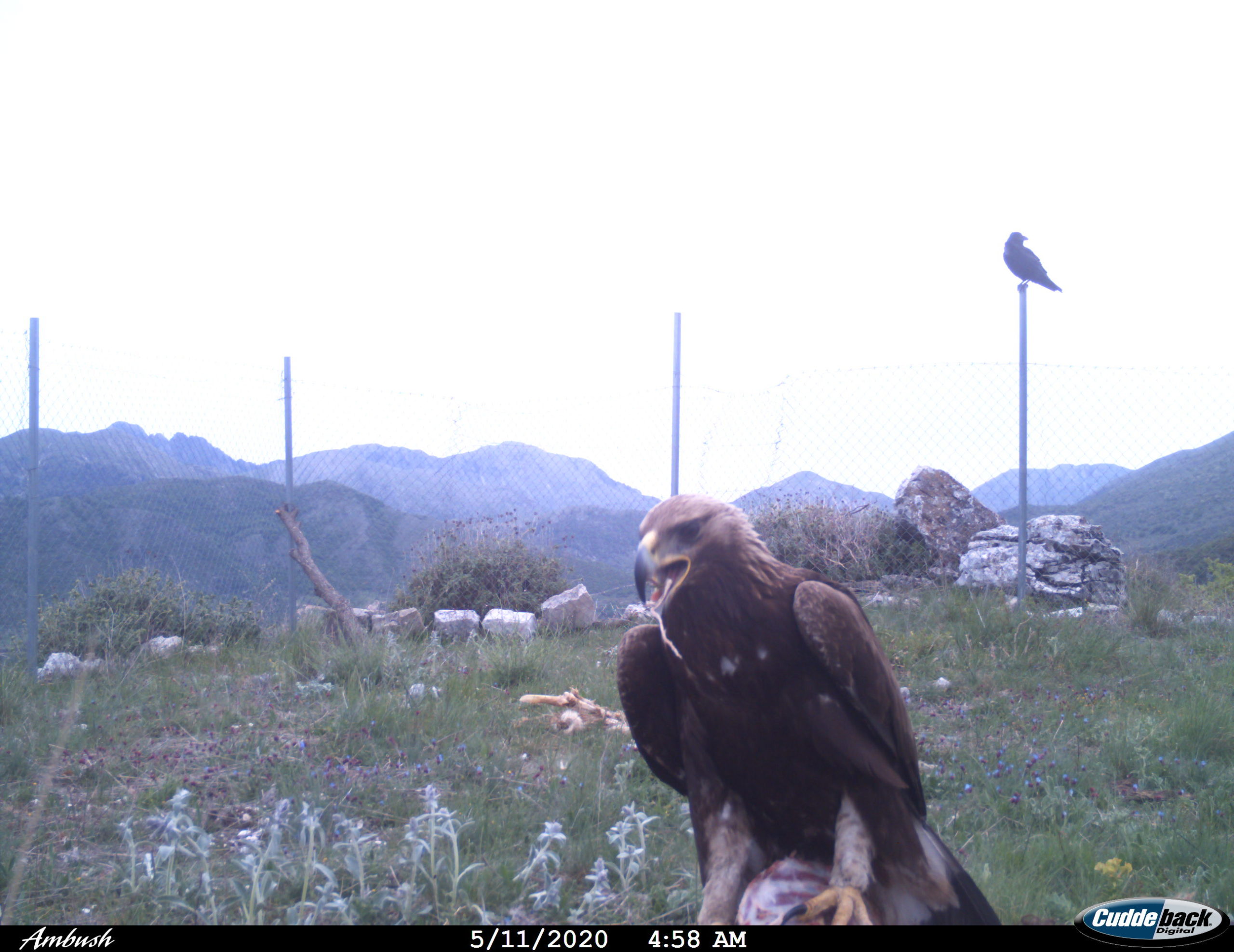 SURPRISES FROM THE SECOND SUPPLEMENTARY FEEDING STATION: THE VISIT OF A GOLDEN EAGLE