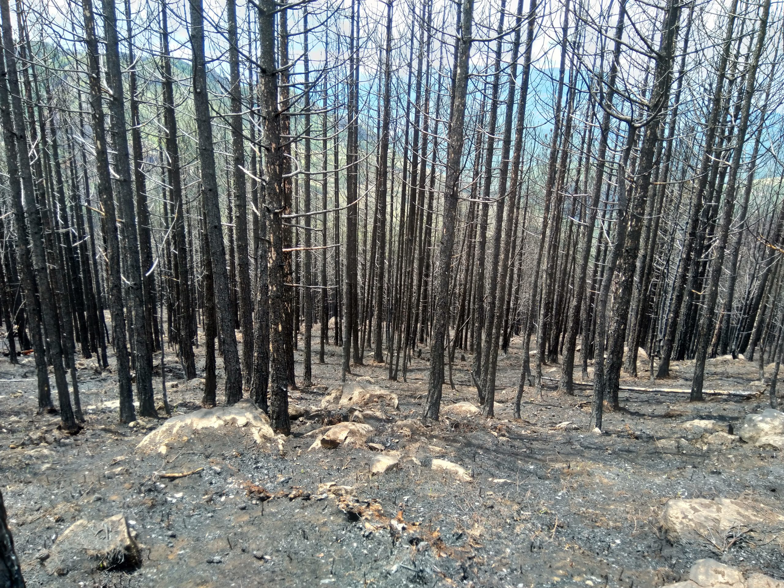 Massive fire threatened Zepa mountain, “the home of Balkan Lynx”!