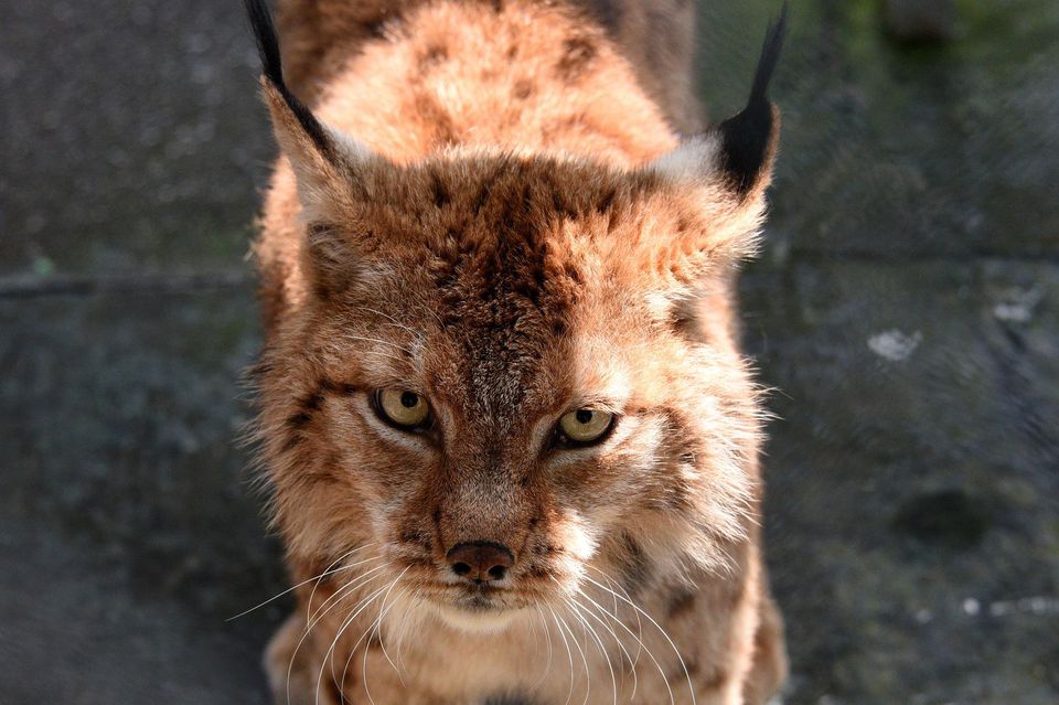 THREE BALKAN LYNXES KILLED IN ELBASAN: STILL NO RESPONSIBLE