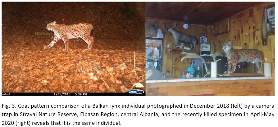 LCIE STATEMENT ON THE CASE OF ILLEGALLY KILLED BALKAN LYNX IN ALBANIA