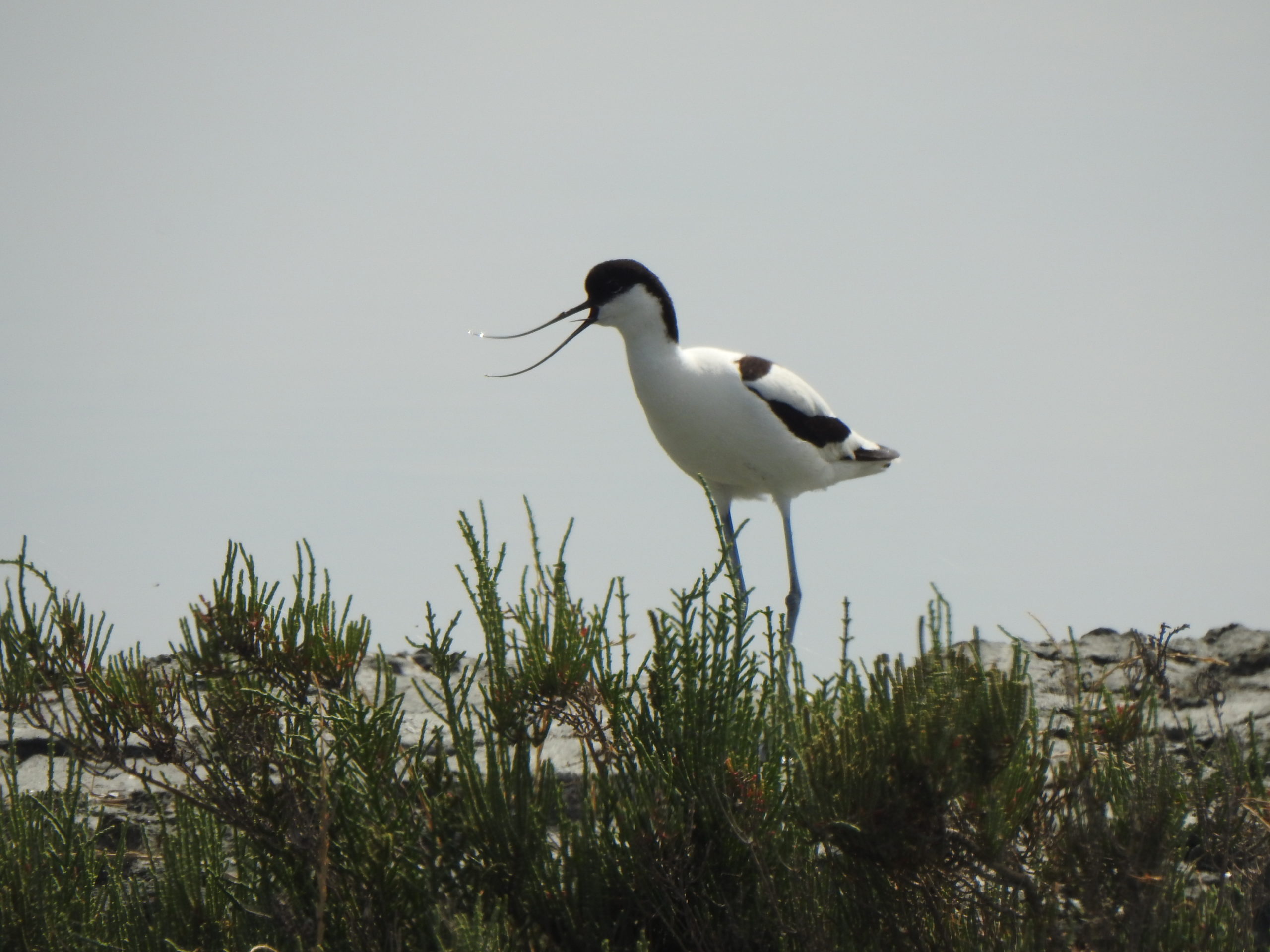 BREEDING OF PIED AVOCET INTO VJOSË-NARTË PROTECTED LANDSCAPE