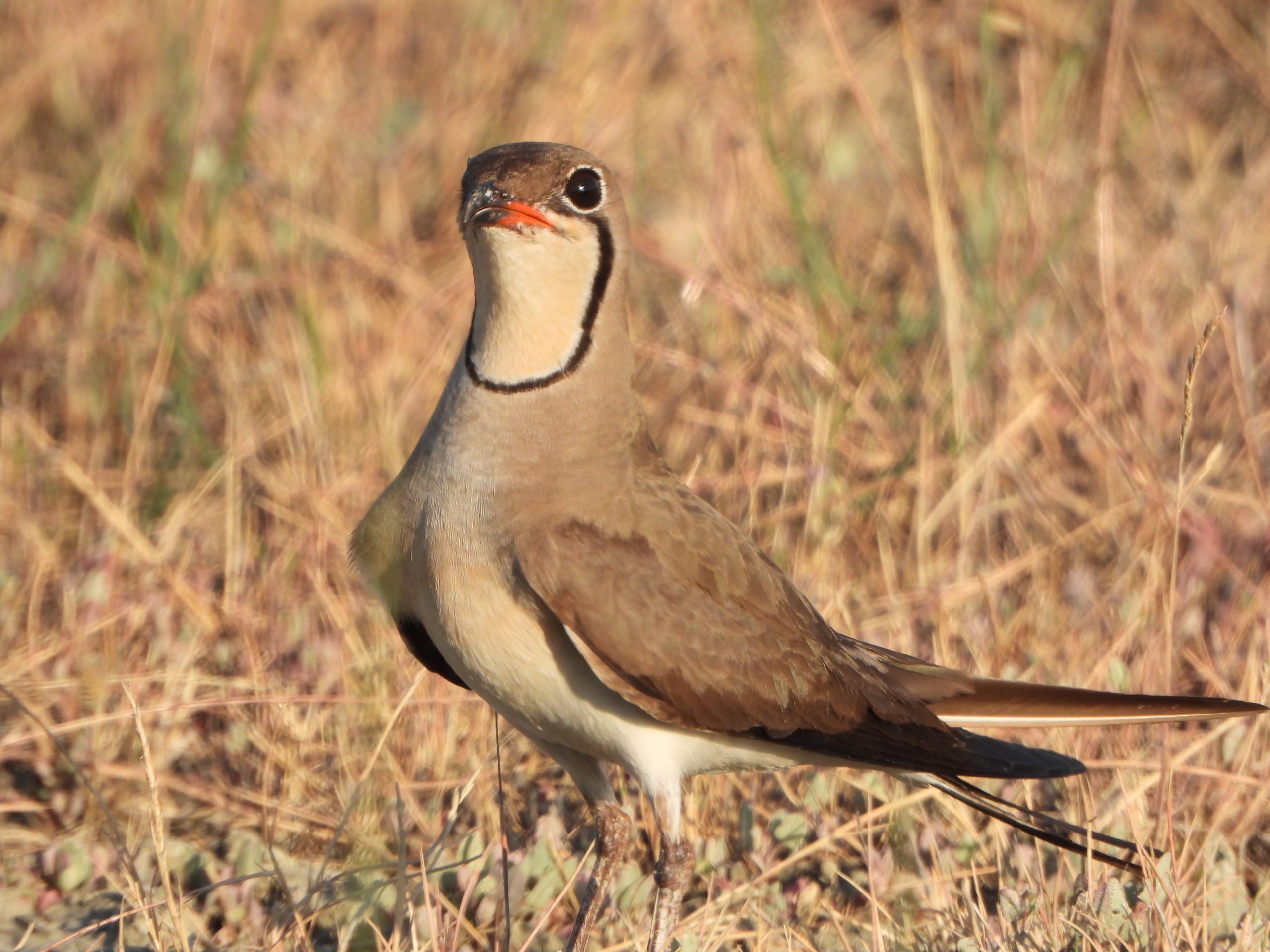 ALBANIA, POSSIBLY THE COUNTRY WITH THE LARGEST COLONY OF COLLARED PRATINCOLE IN EUROPE