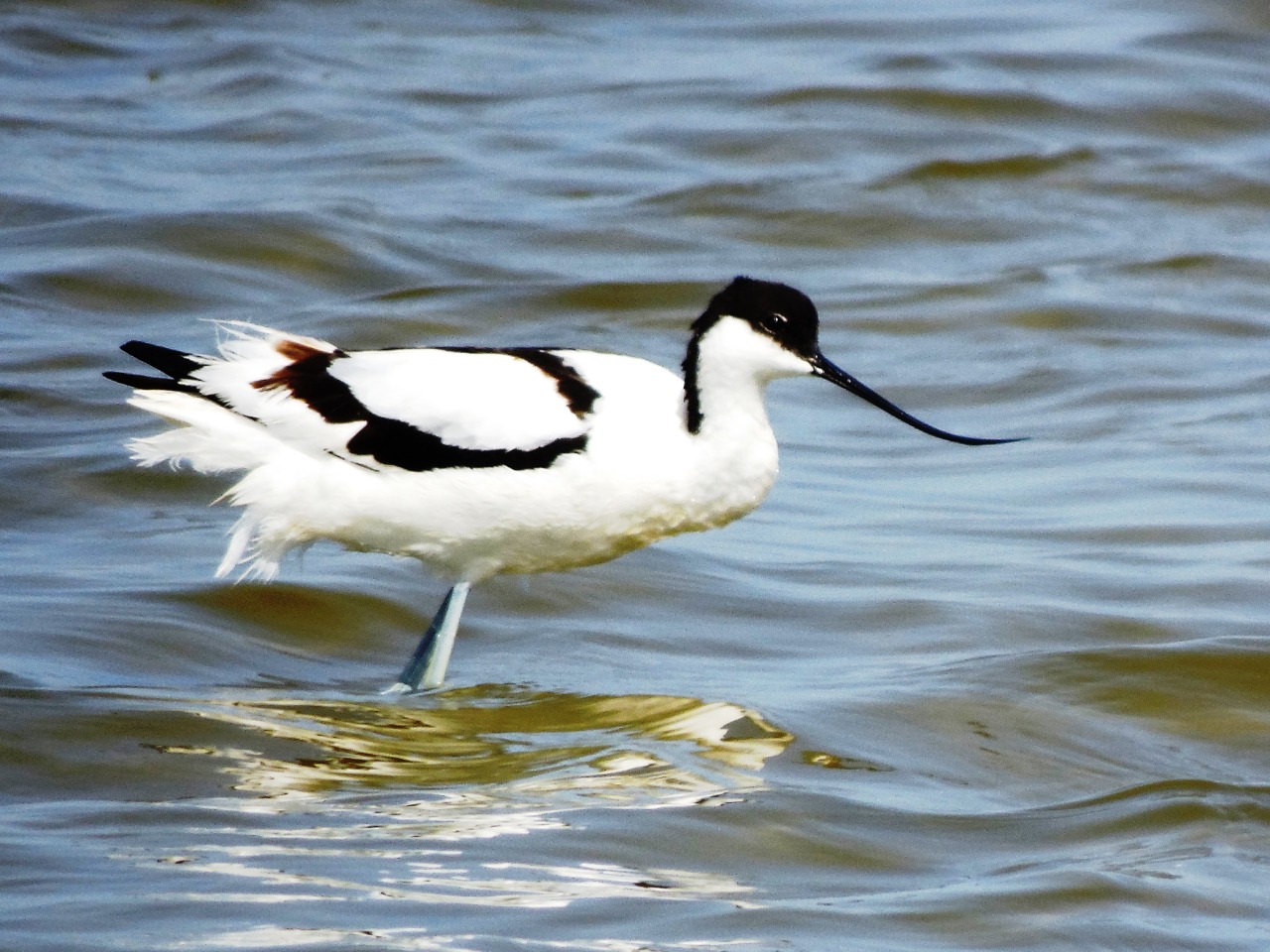 BREEDING OF PIED AVOCET INTO VJOSË-NARTË PROTECTED LANDSCAPE - PPNEA