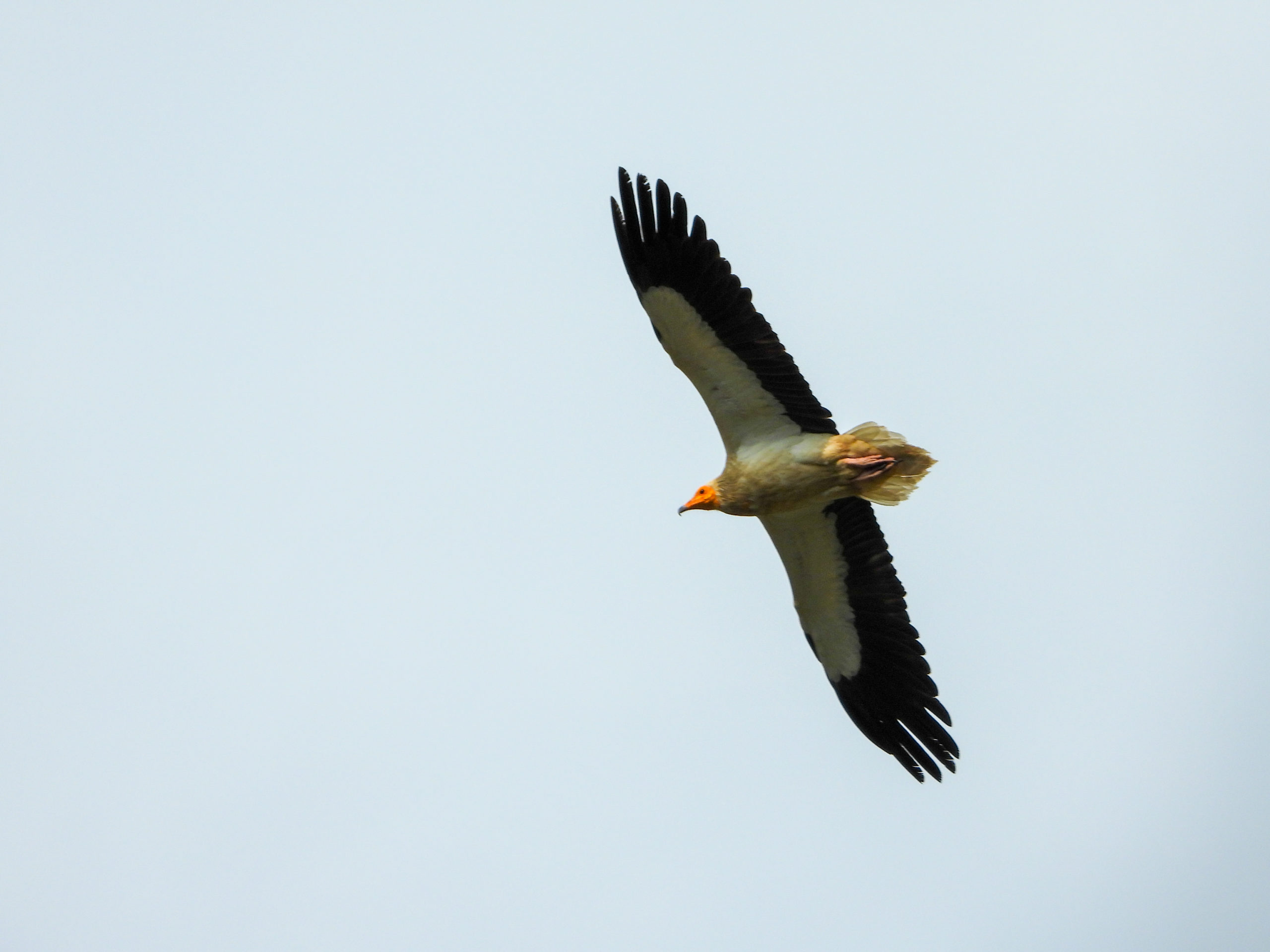 THE CHALLENGES OF EGYPTIAN VULTURE MONITORING