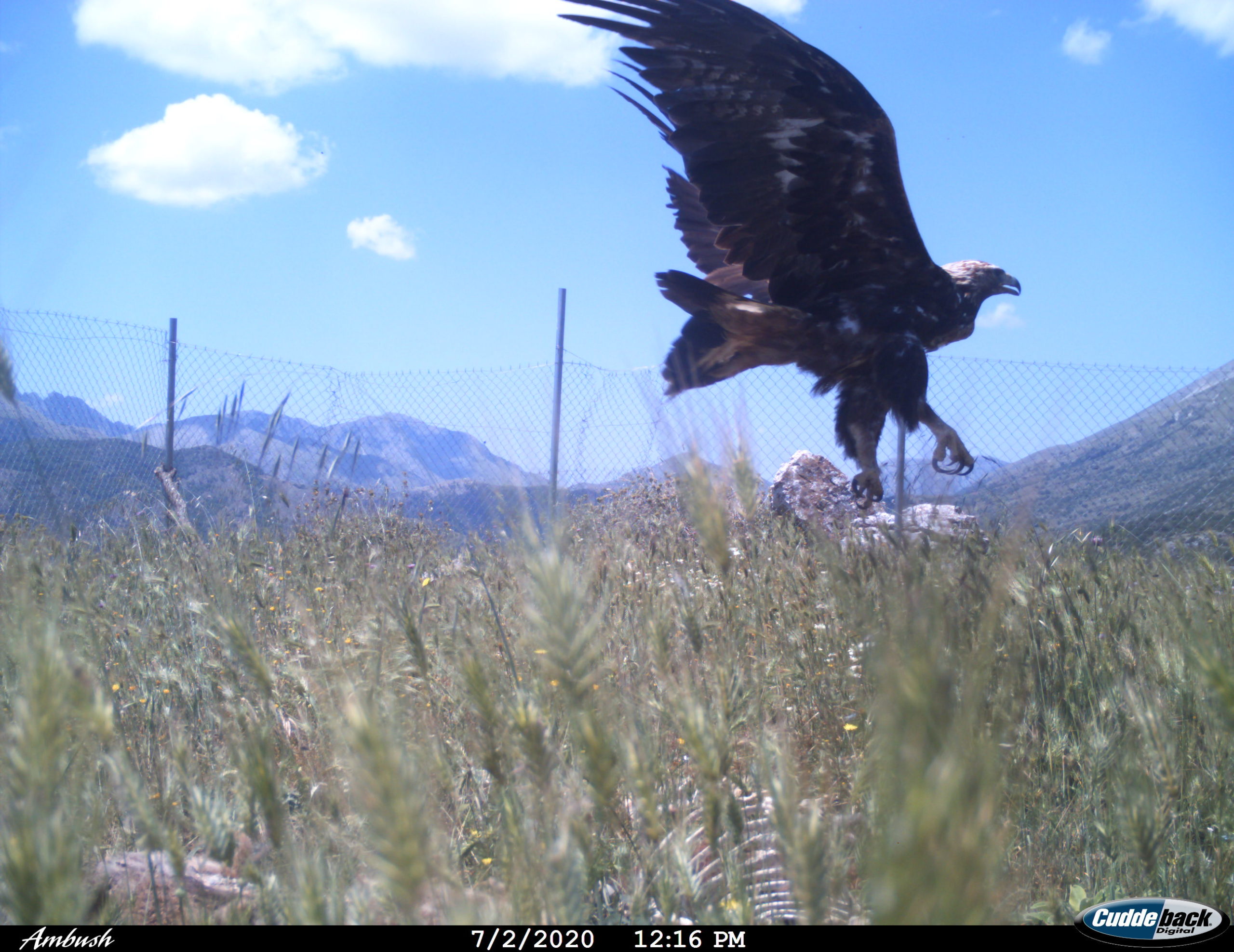 A Golden Eagle visits our supplementary feeding station