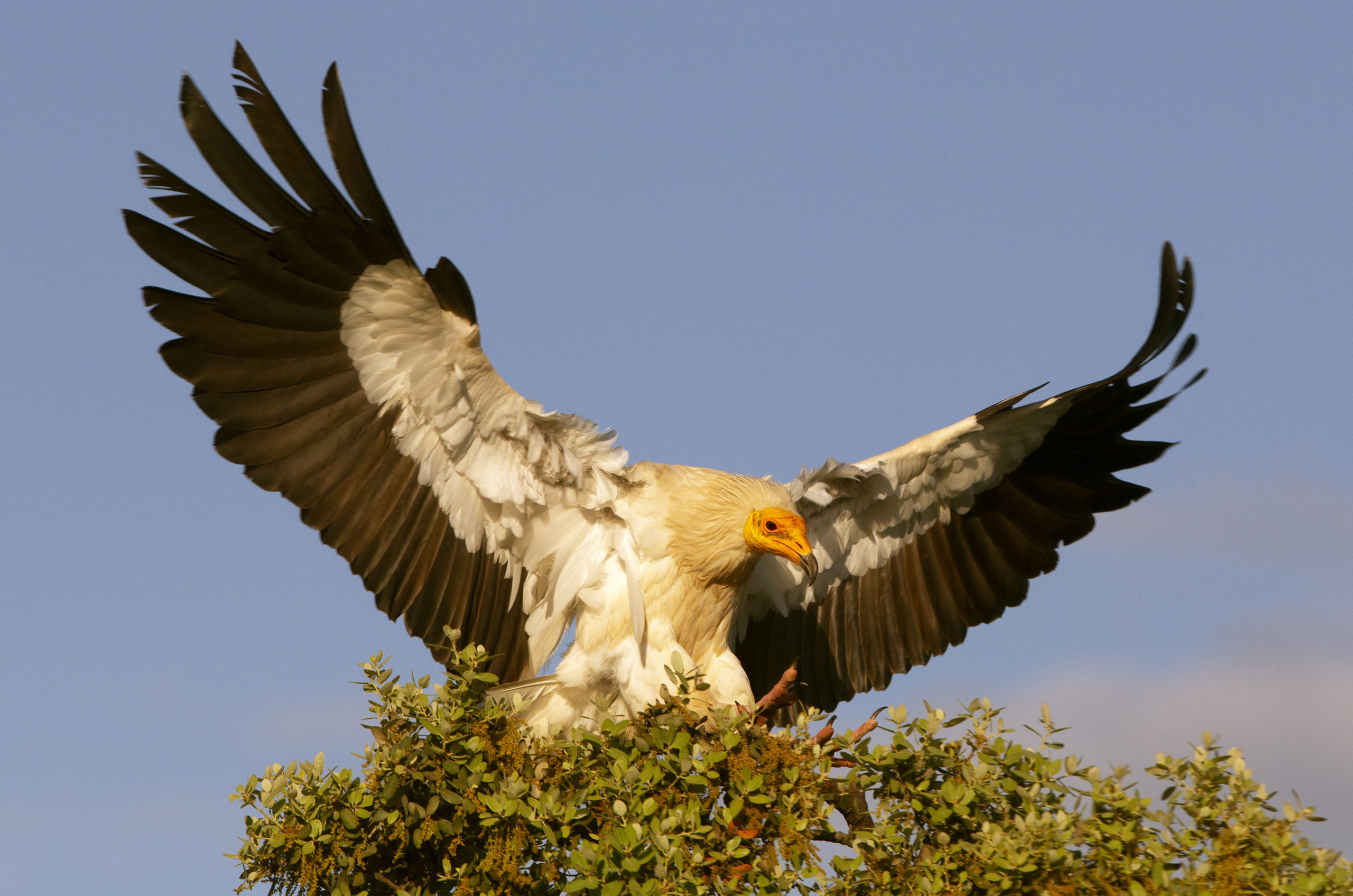 #FlightforSurvival: The Egyptian vulture