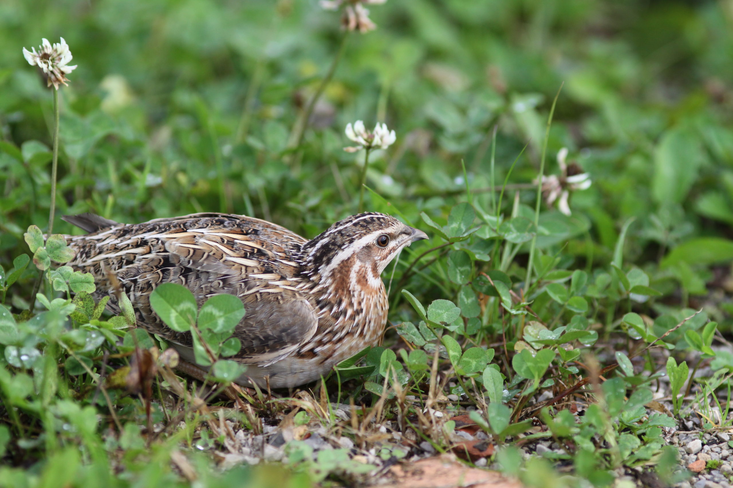Common quail: A #FlightforSurvival under the threat of illegal hunting