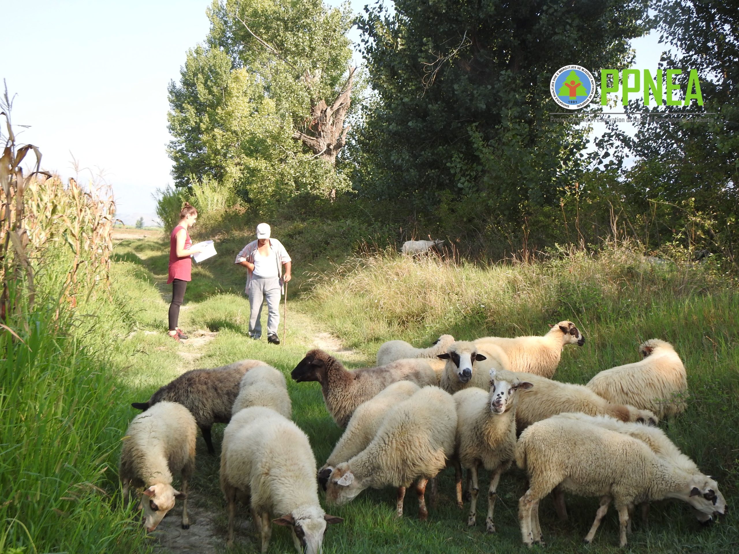 Rezultatet e studimit mbi produktet mjekësore veterinare në Shqipëri