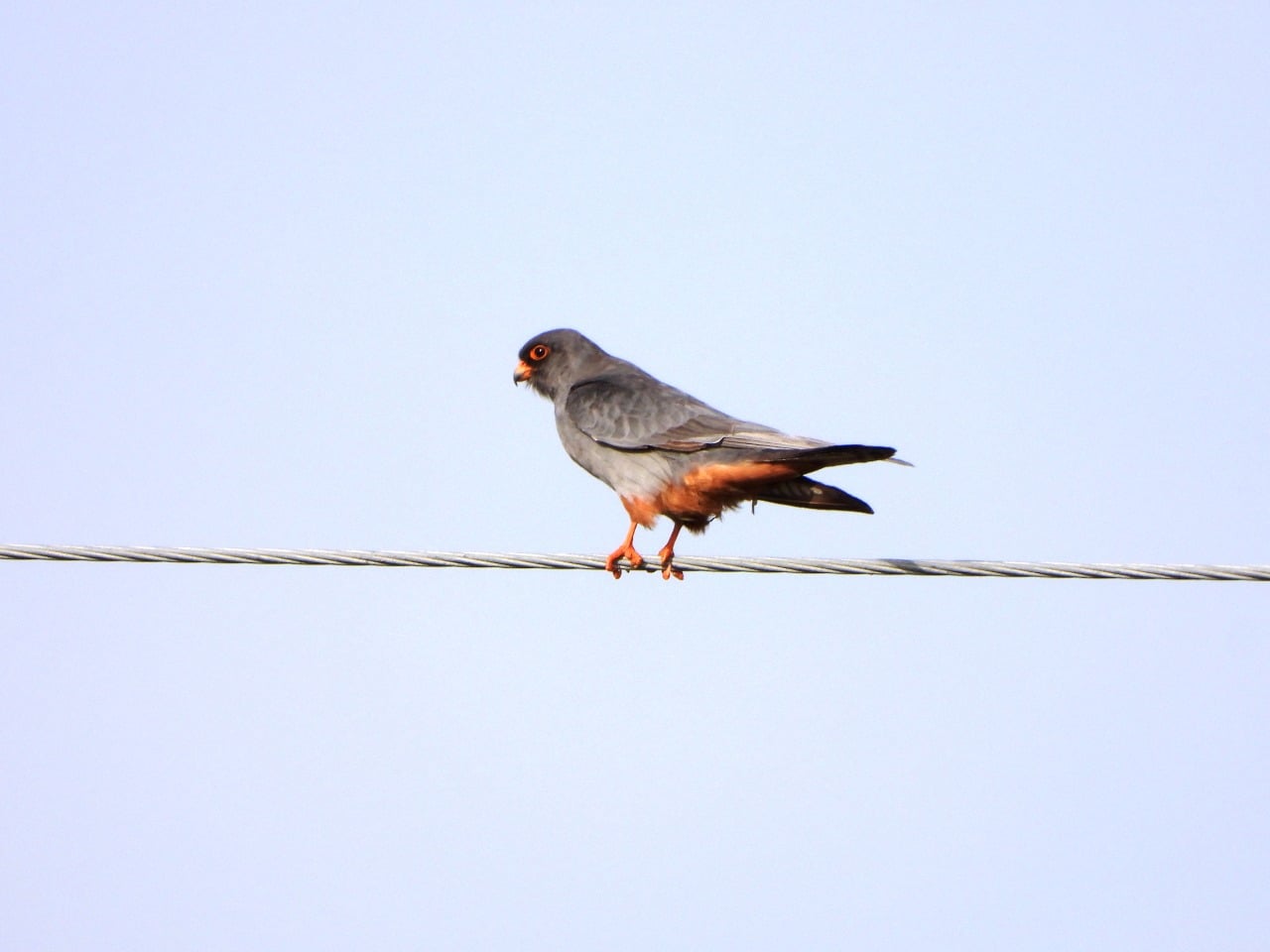 RED-FOOTED FALCON (FALCO VESPERTINUS) ROOSTING SITE DISCOVERED FOR THE FIRST TIME IN ALBANIA
