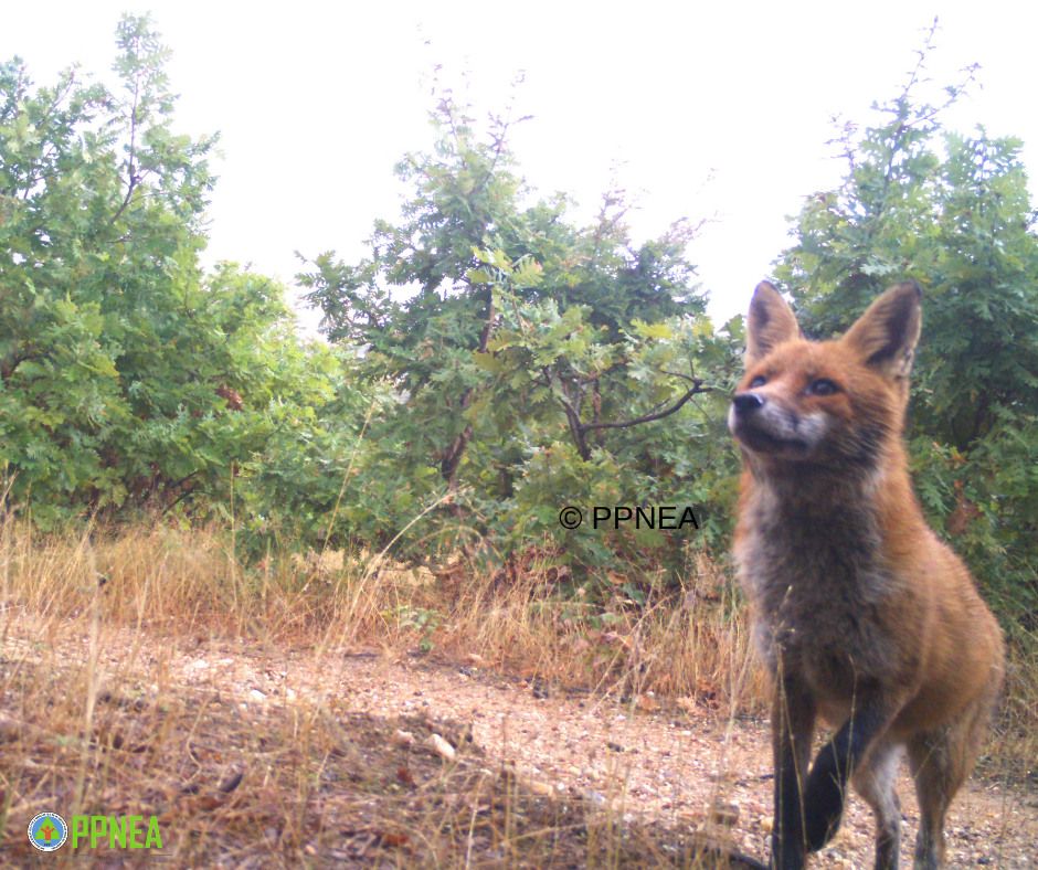 PRESPA’S ANNUAL PARADE OF FOREST RESIDENTS, IN FRONT OF OUR CAMERA TRAPS