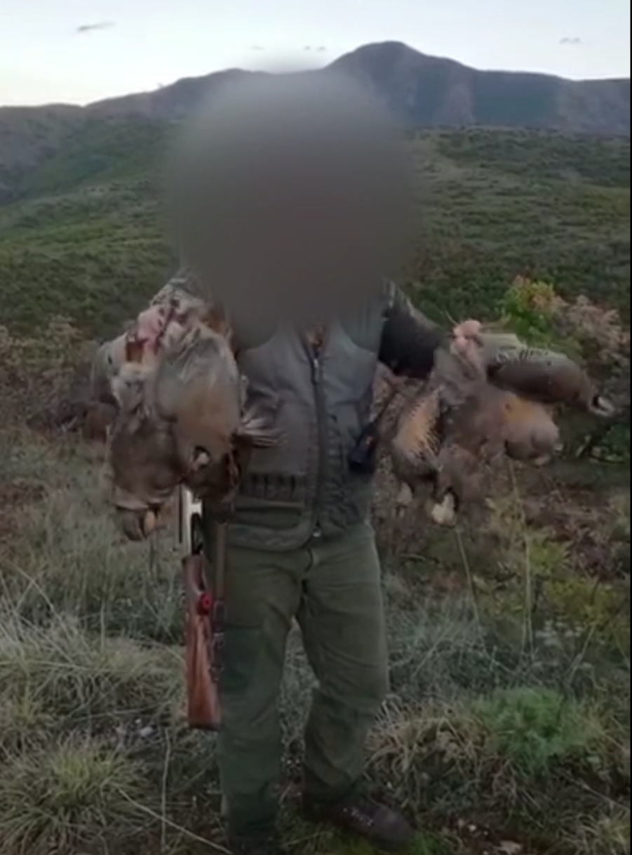 Poaching in Albania: Individuals of rock partridge illegally killed