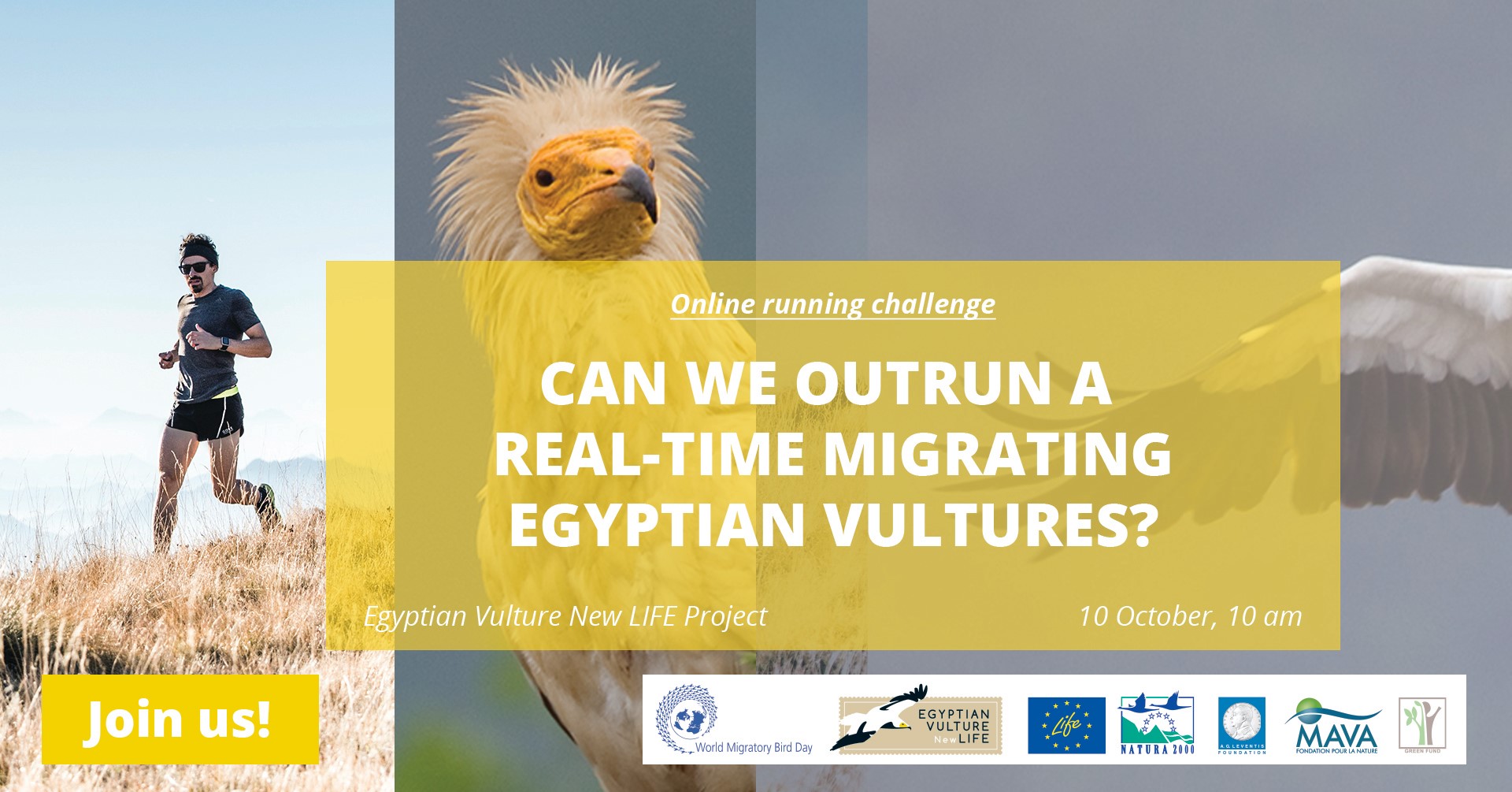 Can we outrun real-time migrating Egyptian vultures? Join us!