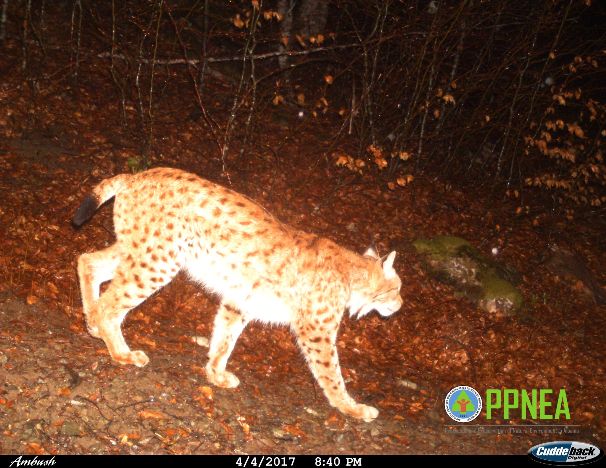 Are you familiar with our work for the critically endangered Balkan lynx?