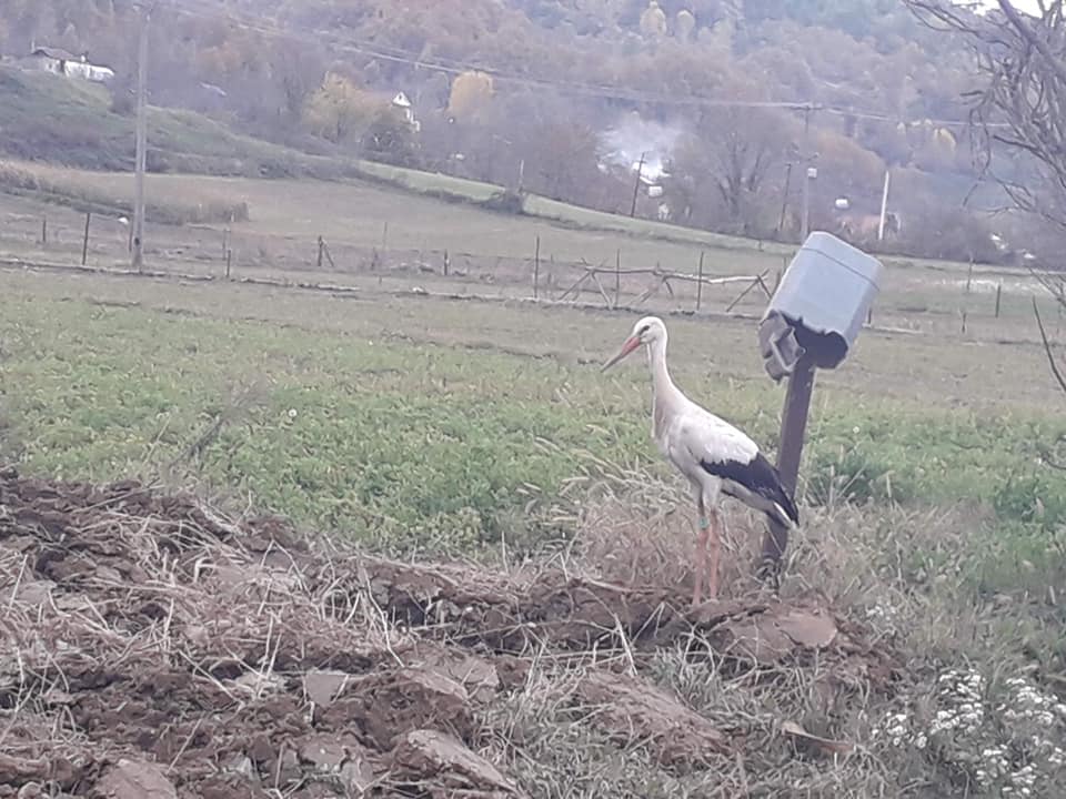OBSERVATION OF THE WHITE STORK (CICONIA CICONIA) IN ALBANIA AT AN UNUSUAL PERIOD