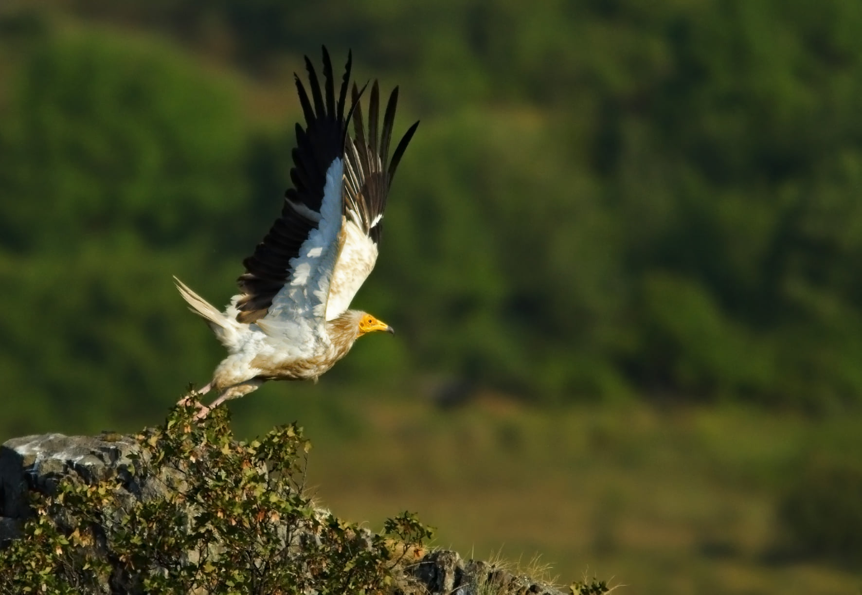 For the Egyptian vulture, the last breeding vulture in Albania!