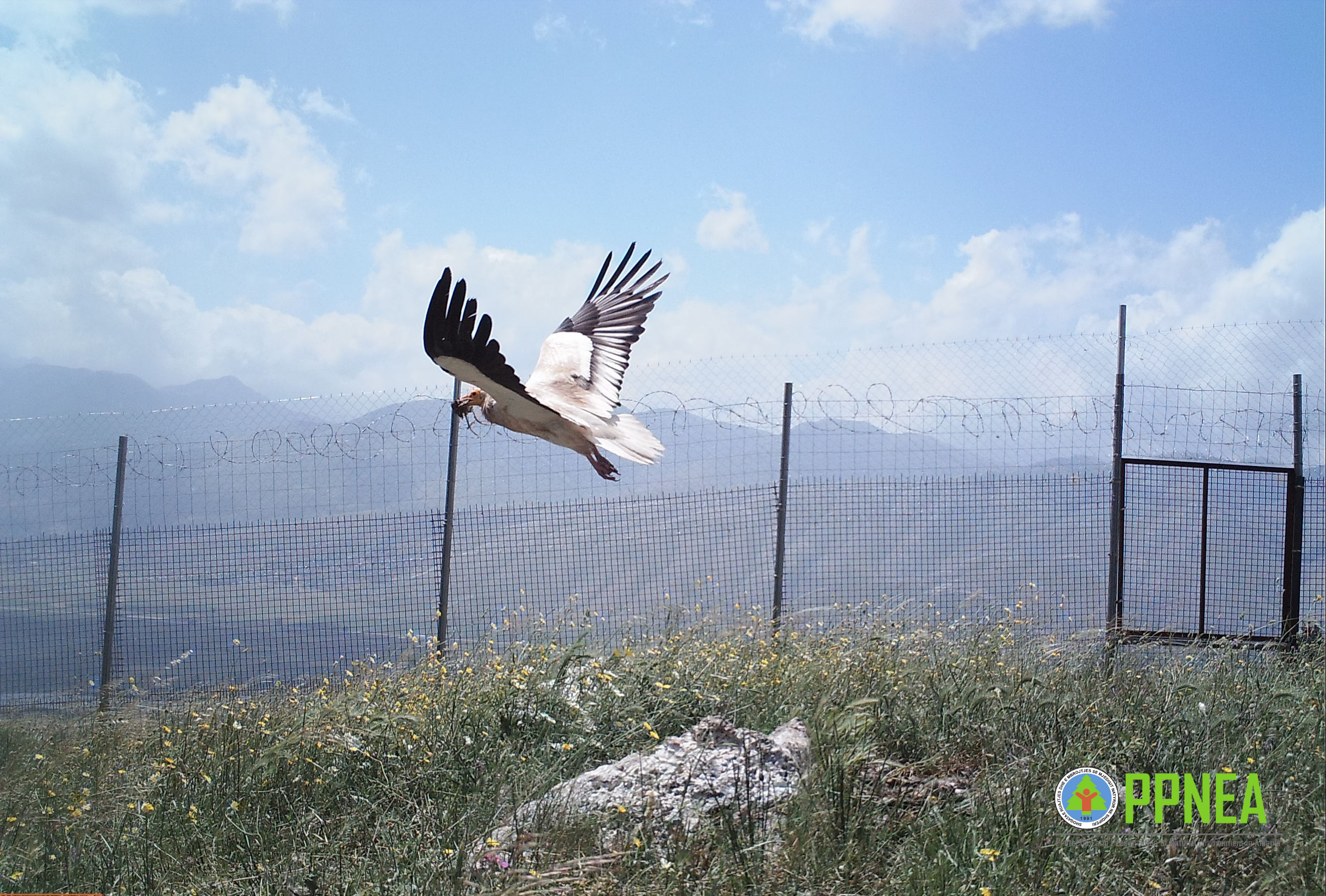 Egyptian vulture and poisoning in Albania: A destructive practice PPNEA is trying to address