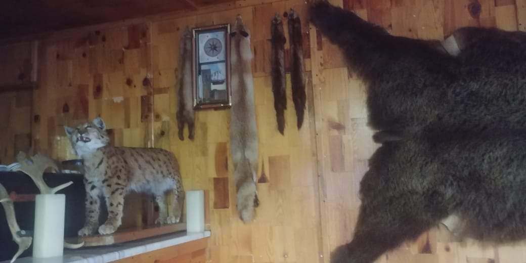 THE ILLEGAL KILLING OF A BALKAN LYNX IN THE REGION OF ELBASAN