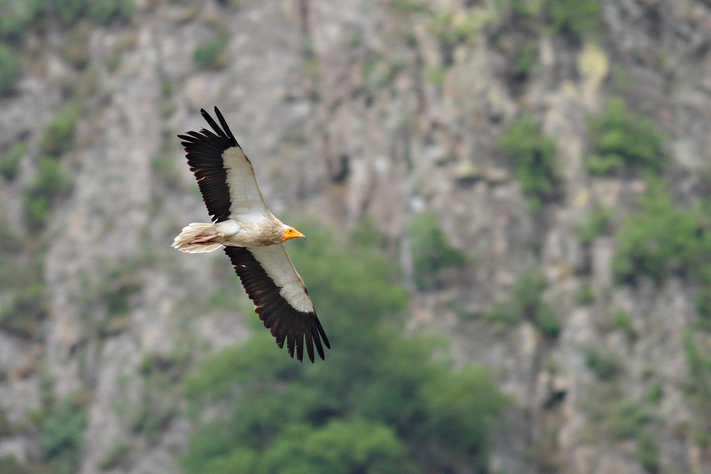 Have you read the latest issue of the Egyptian Vulture New Life newsletter?