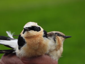 AOS Bird Ringing Scheme in Albania 🇦🇱 The bird ringing within each  country is organized by a National Ringing Scheme. In Europe