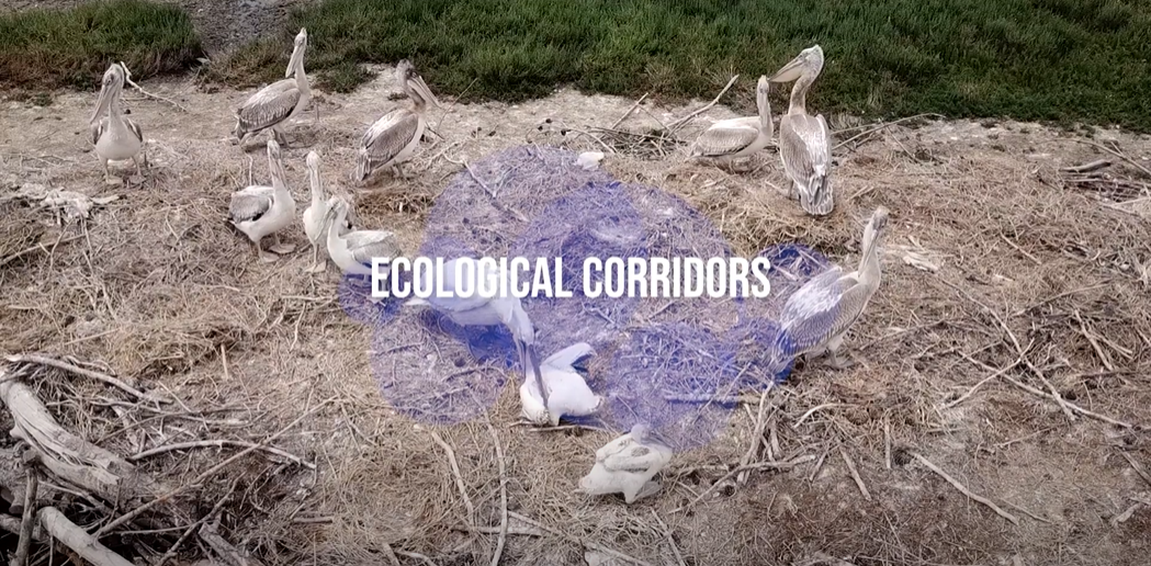 Have you ever heard of Ecological Corridors?
