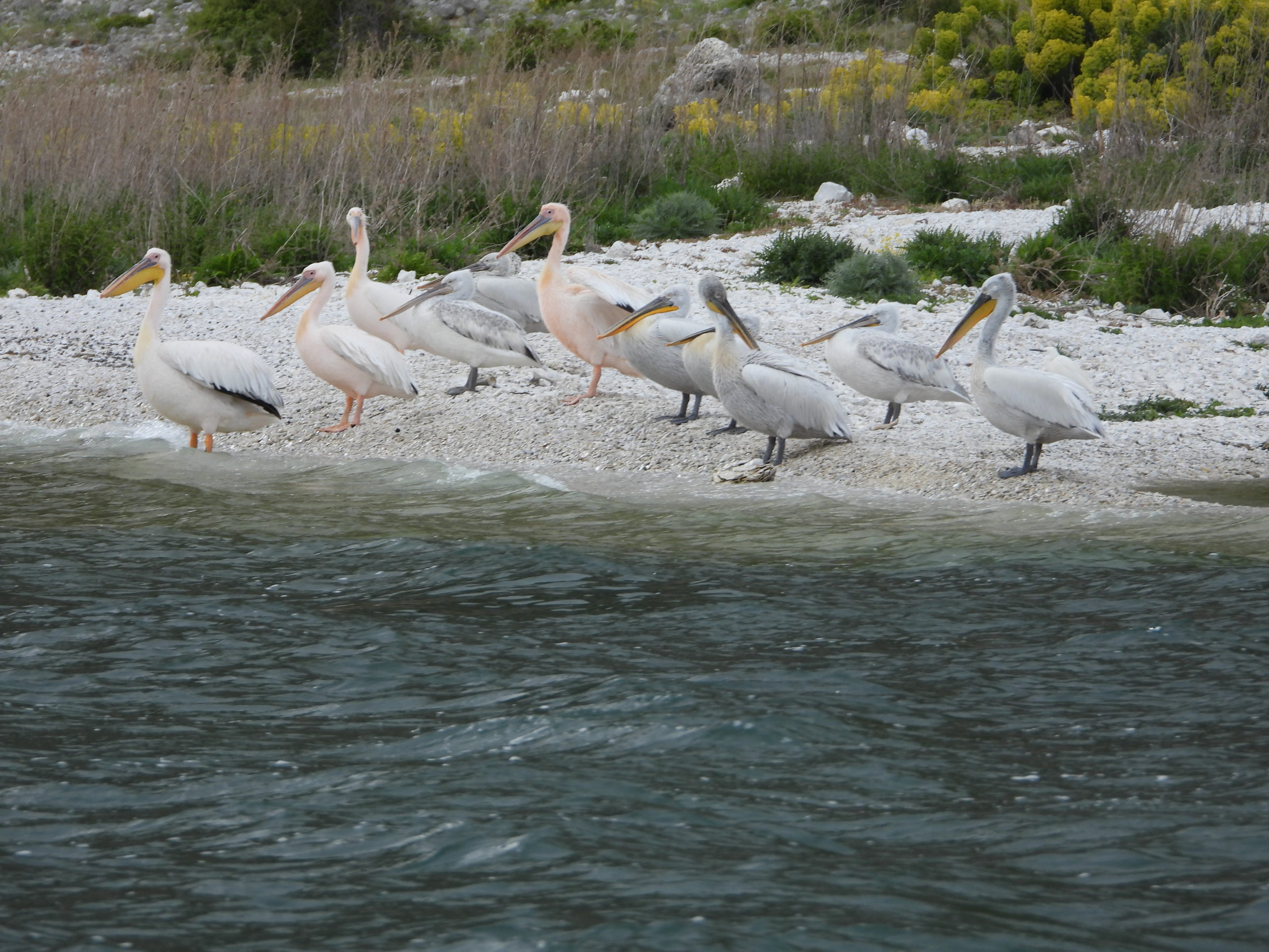 The European census of the Dalmatian pelican at the Prespa lakes