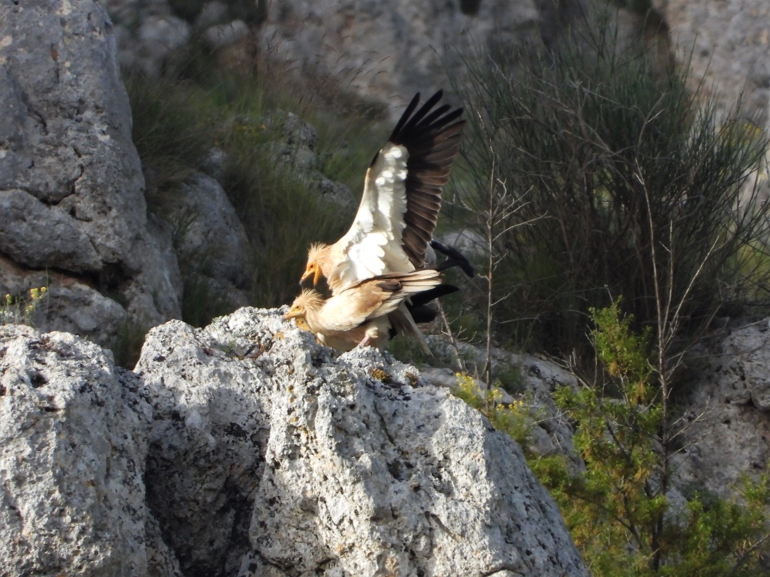 FIRST PHASE RESULTS OF THE EGYPTIAN VULTURE MONITORING IN ALBANIA