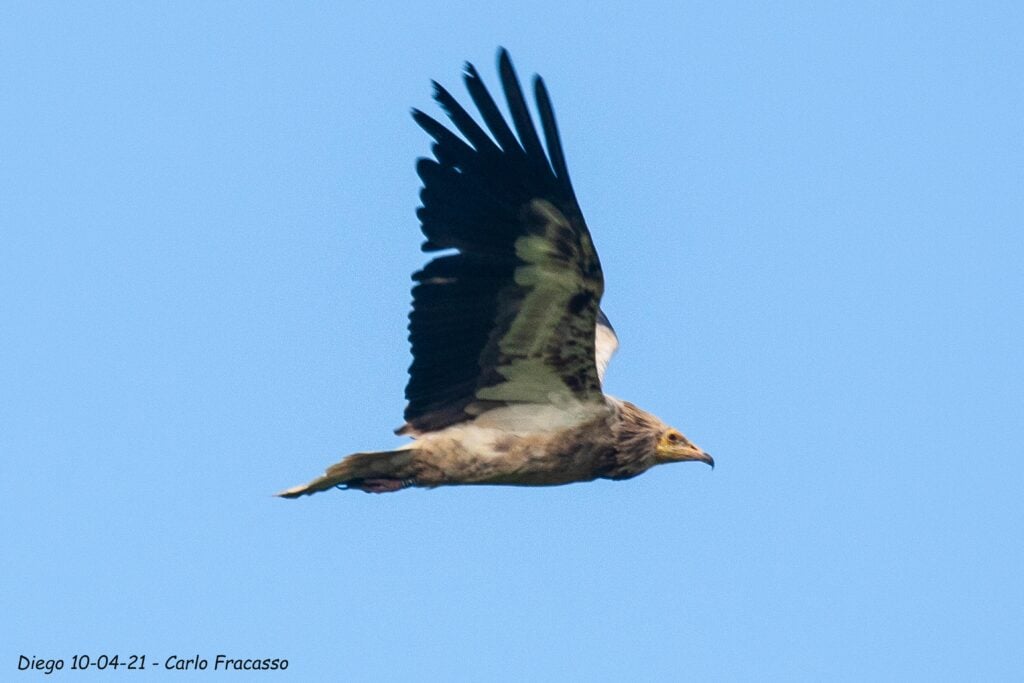 THE MAGNIFICENT VULTURE DIEGO VISITS ALBANIA