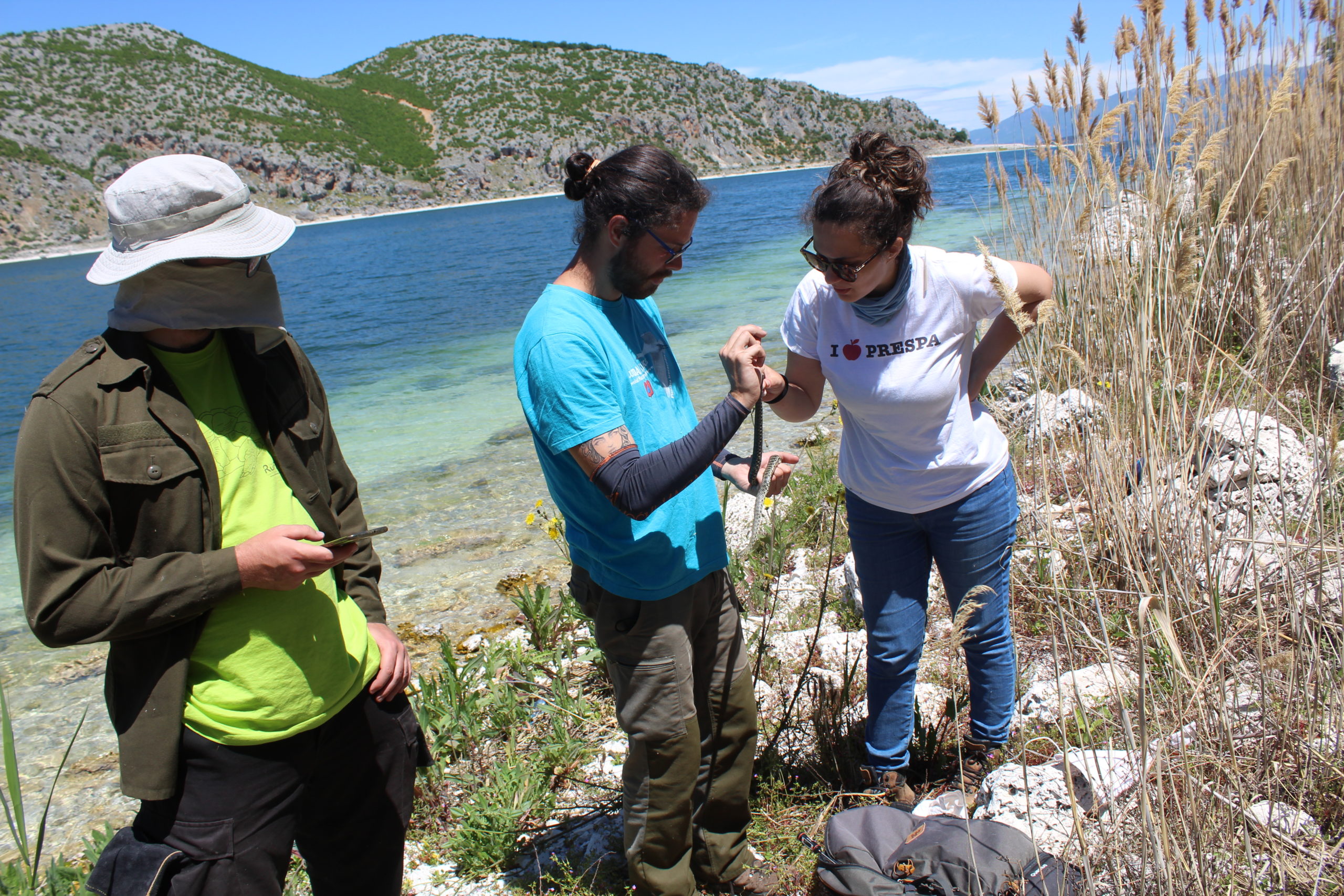 First dice snake monitoring on the Maligrad Island in Prespa