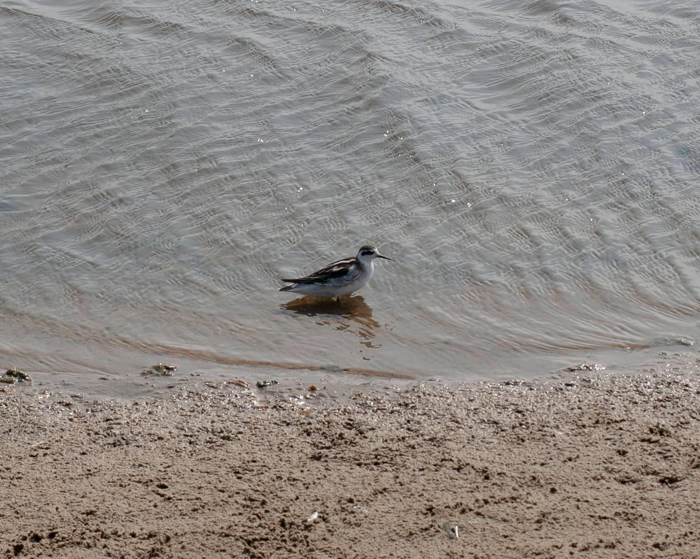 OBSERVATION OF THE RED-NECKED PHALAROPE IN SEKTOR-RINIA, DURRES