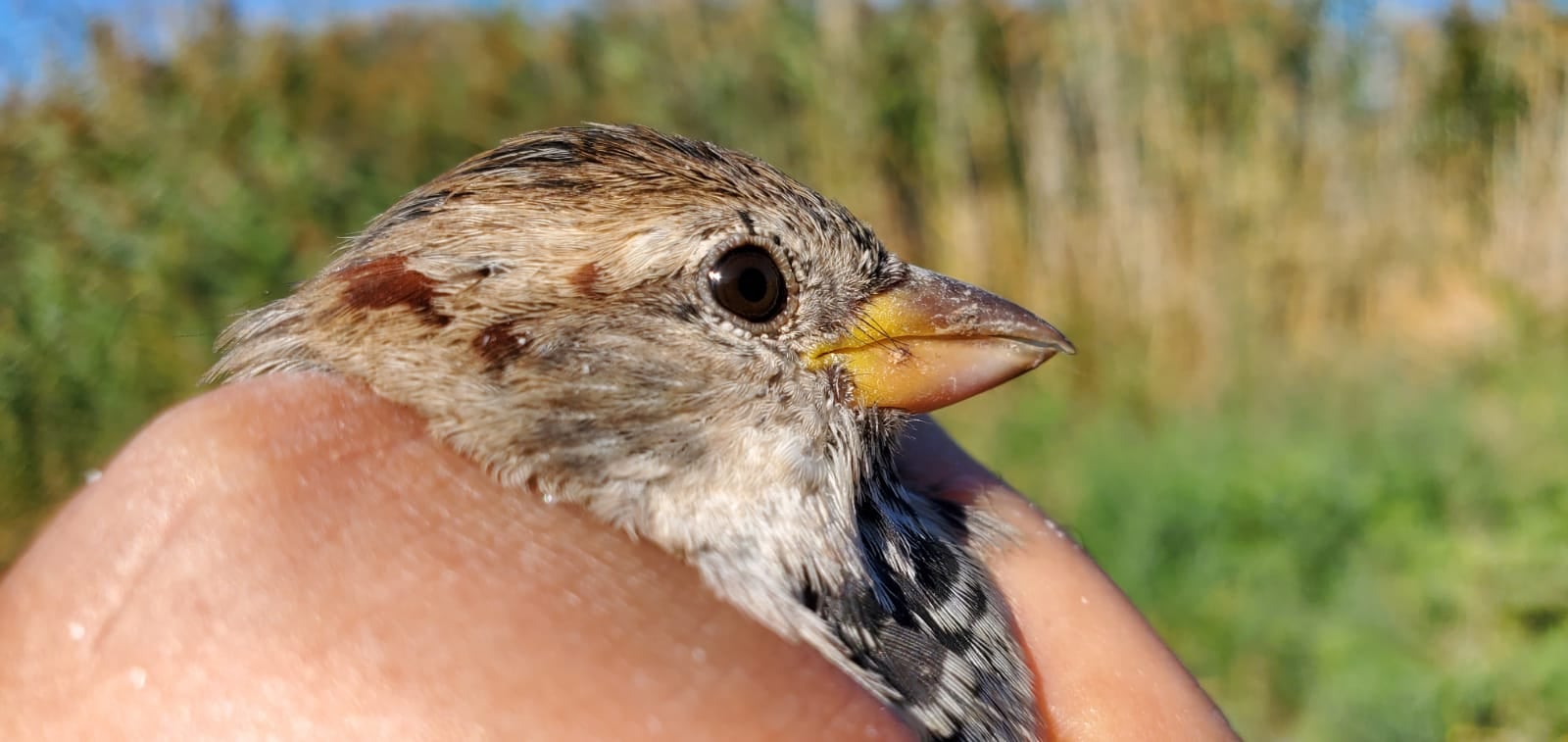 Birdbanding in Prespa National Park, has finished for 2021