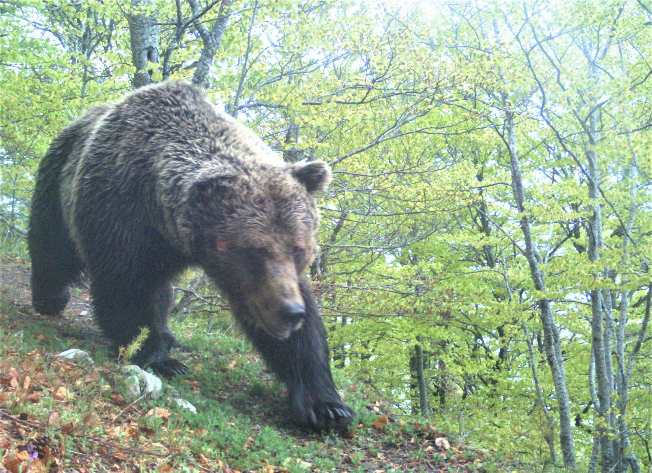 Brown Bear