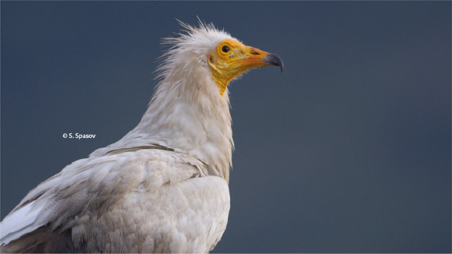 Egyptian Vulture New Life