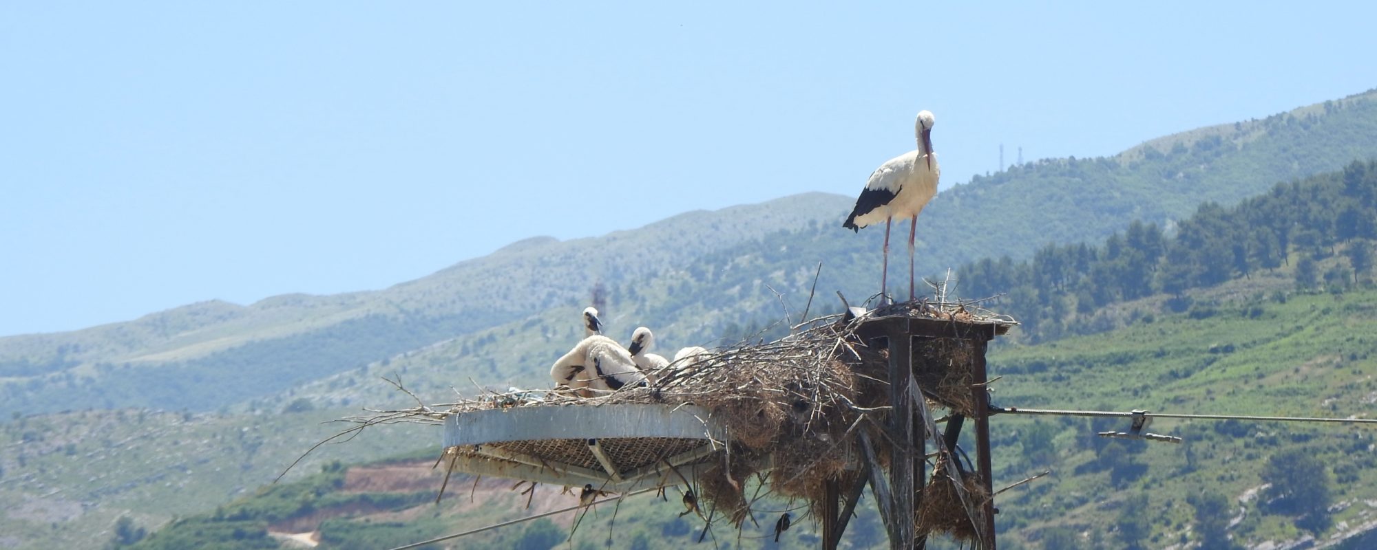 Projekti Adriatic Flyway 4